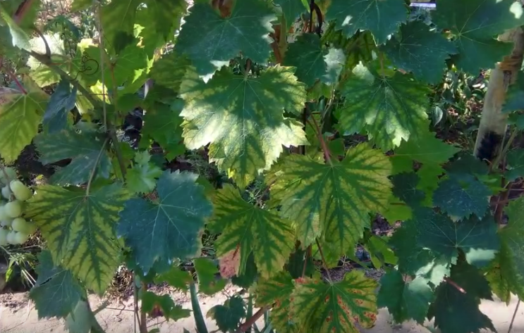 How to feed the grapes during the growth of berries - My, Grape, Vineyard, Fertilizers, Care, Feeding, Longpost