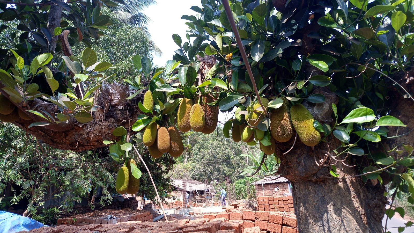 Exotic and not so, fruits and not fruits. - My, Фрукты, Exotic, India, Nepal, Indonesia, Longpost