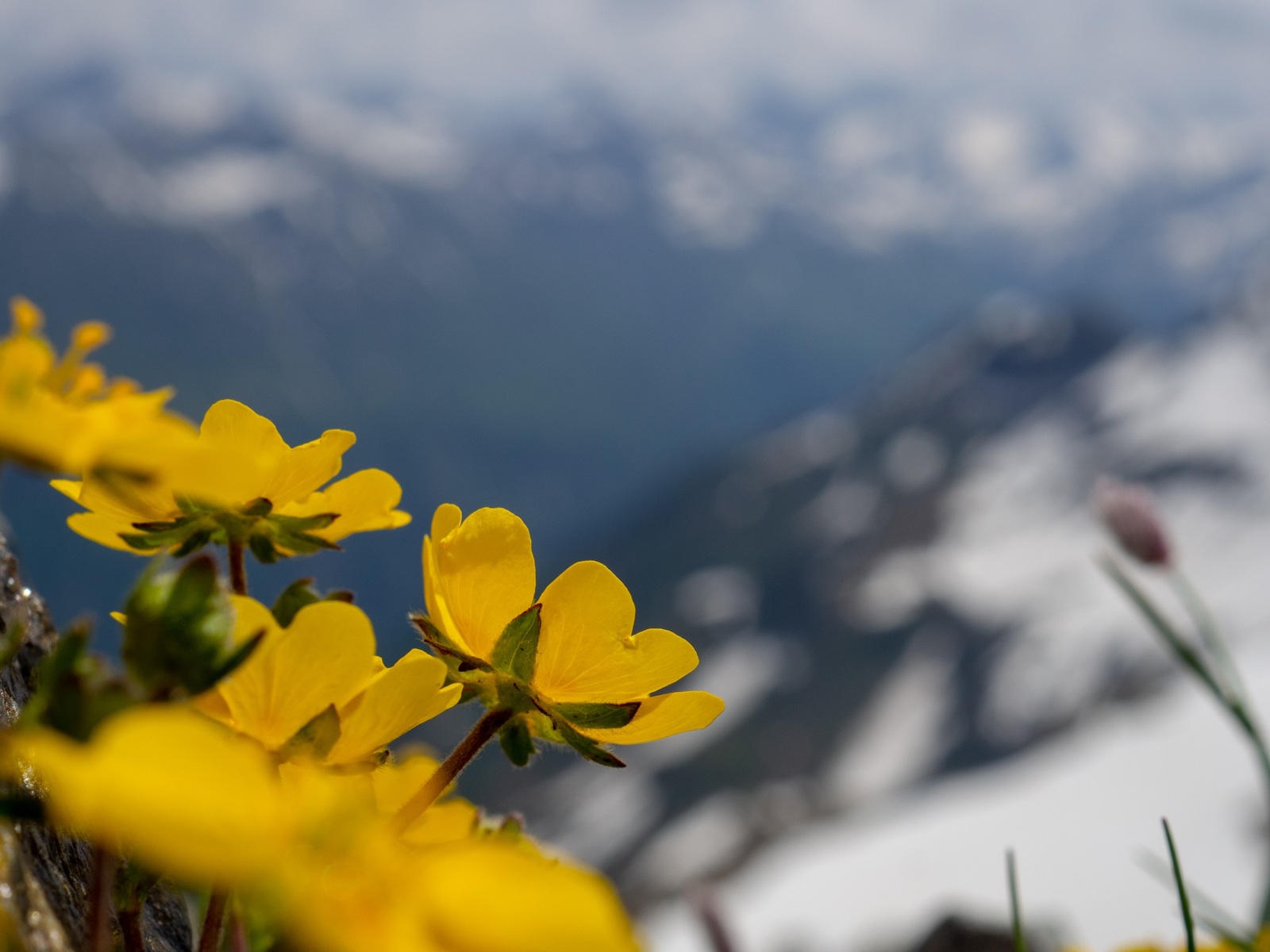 Summer Dombai - My, Dombay, The photo, Beginning photographer, Landscape, Olympus, Olympus OM-D e-m10, Longpost