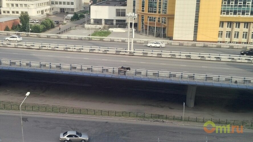 In Omsk, a horse got stuck on the Metro bridge (chronicle of the event) - Omsk, Horses, Metro, Bridge, Help, metro bridge, Longpost