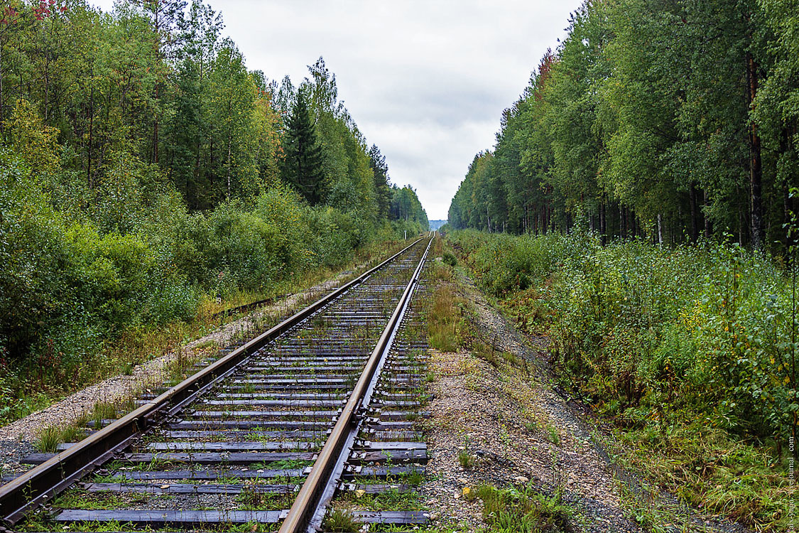 The search for a lost grandfather. - My, Forest, The photo, Search, Lisa Alert, Kirov region, Longpost, People search