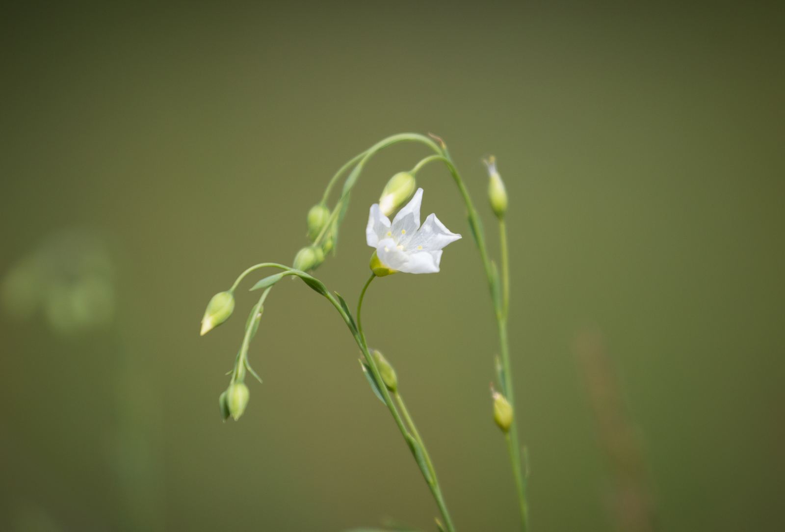 Day in the rhythm of Flax - My, Grass, Flax, Nature, Longpost, Flowers, Marshy woodlands