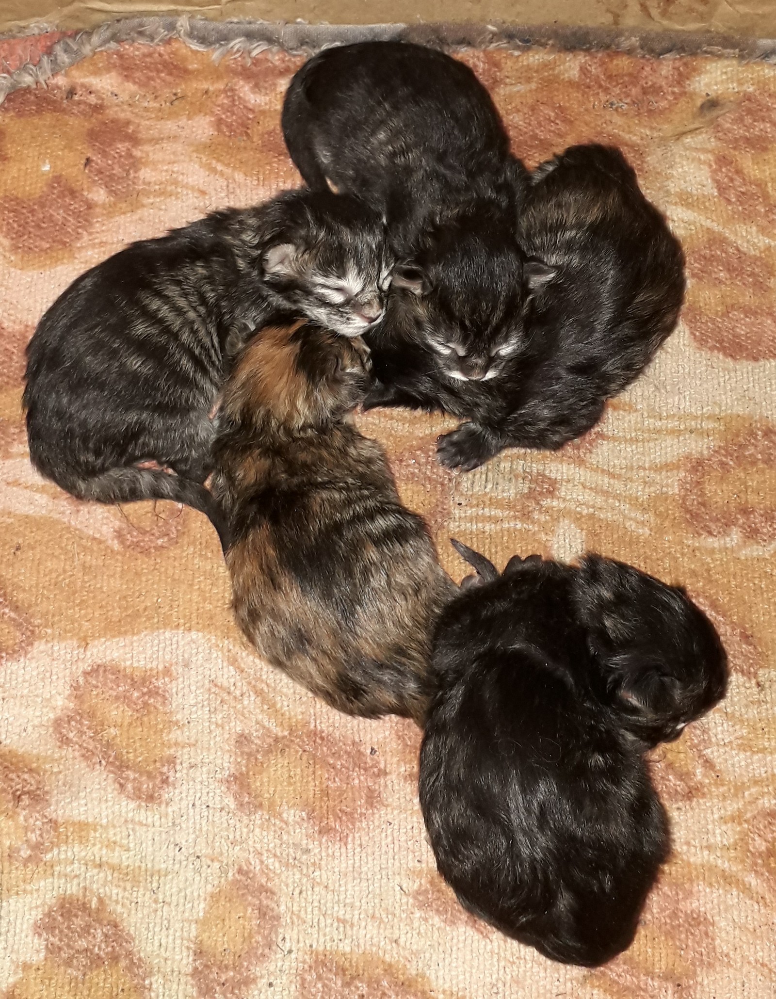 Maine Coon 3 days old - My, Cat breeds, Kittens, Maine Coon, Longpost, cat