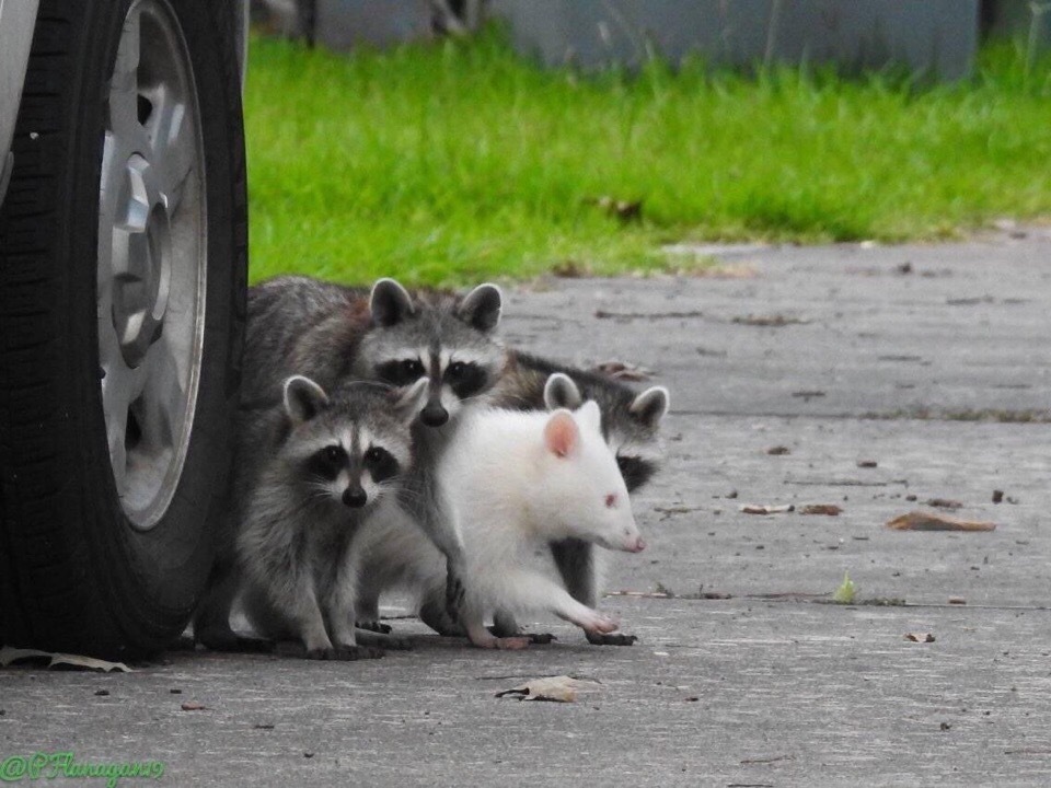 Albino raccoon - Raccoon, Milota, Animals, Nature, Wild animals, Albino, Flock