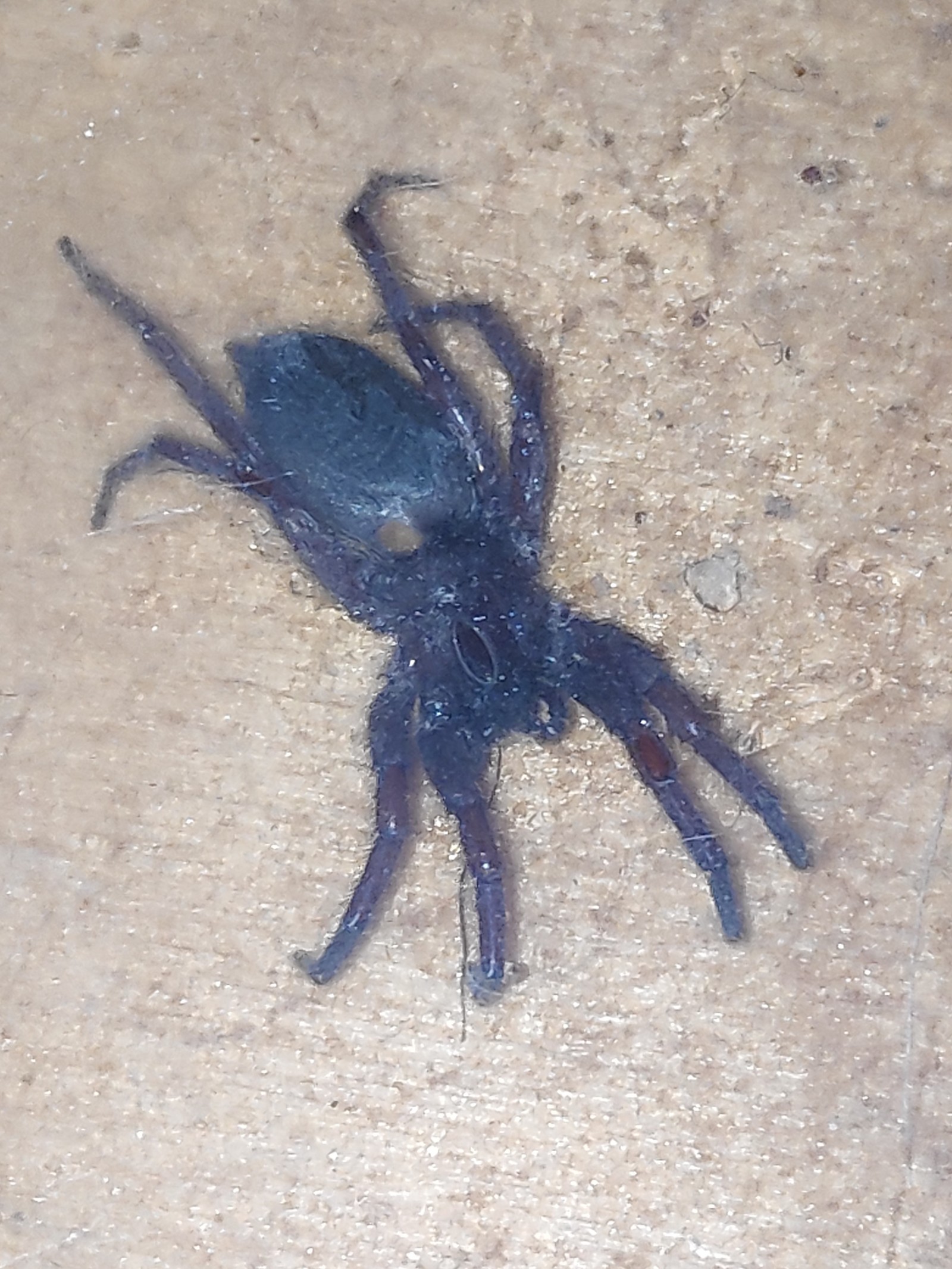 What kind of spider? - Arachnids, Insects, Who is this?, Longpost