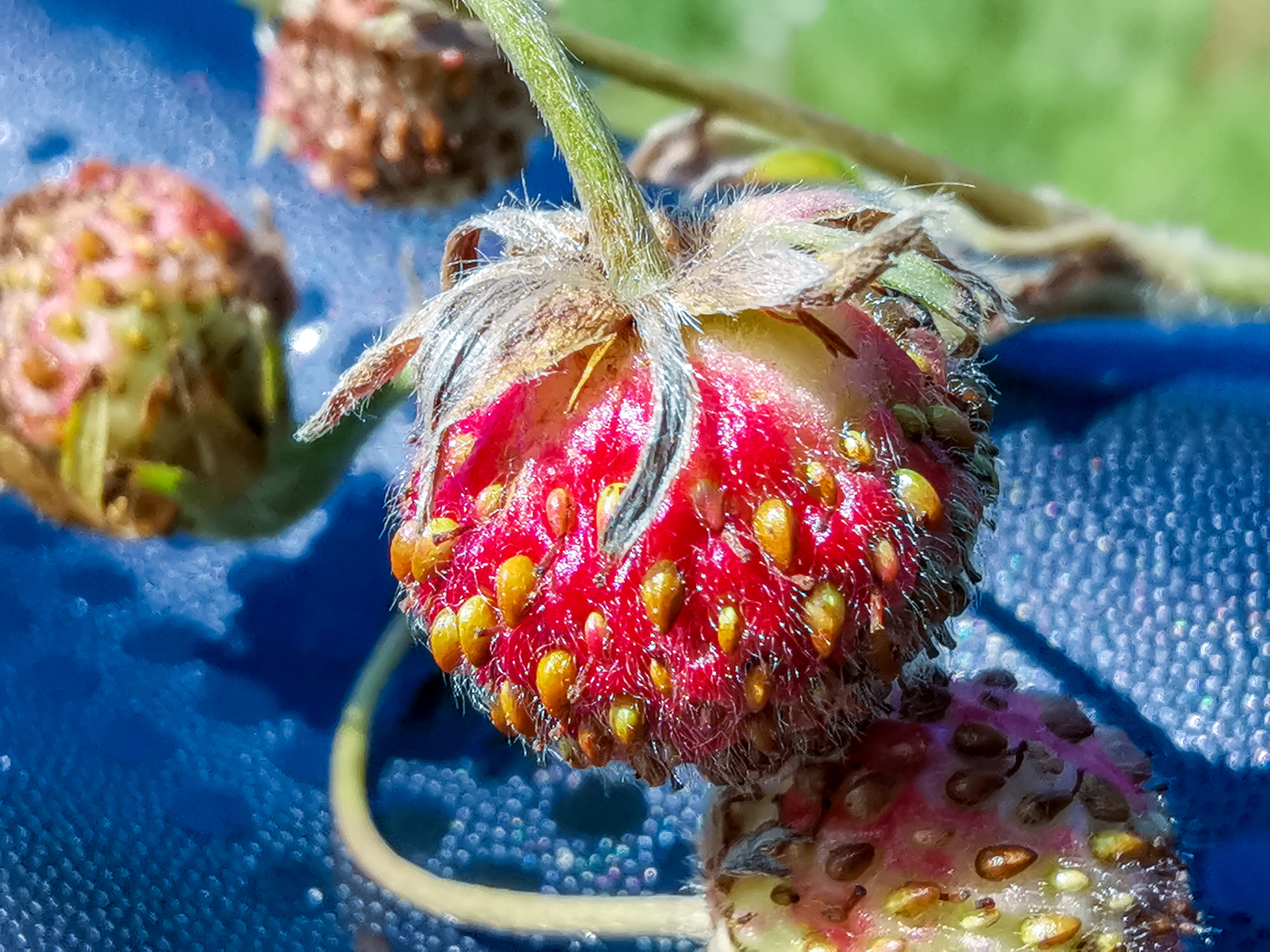 Photo bike ride - My, Dzerzhinsk, Longpost, Mobile photography, Huawei mate 20, A bike, Nature, Berries, Mushrooms