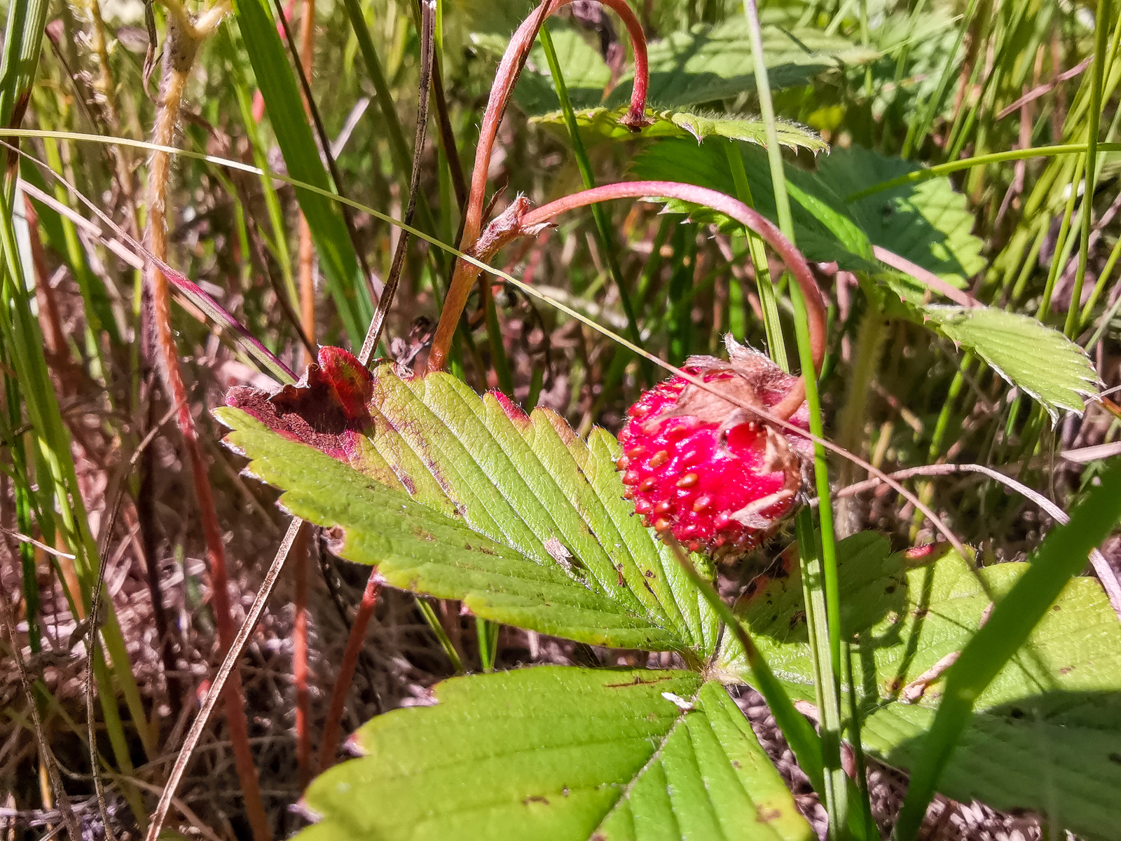 Photo bike ride - My, Dzerzhinsk, Longpost, Mobile photography, Huawei mate 20, A bike, Nature, Berries, Mushrooms