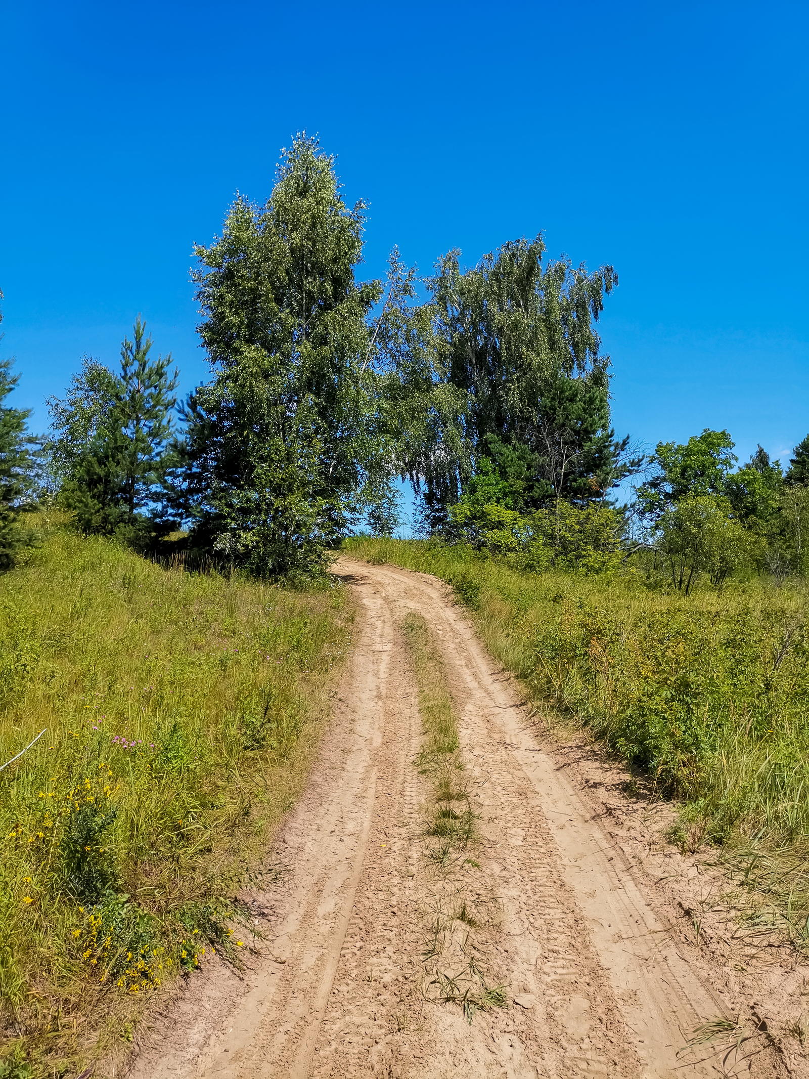 Photo bike ride - My, Dzerzhinsk, Longpost, Mobile photography, Huawei mate 20, A bike, Nature, Berries, Mushrooms