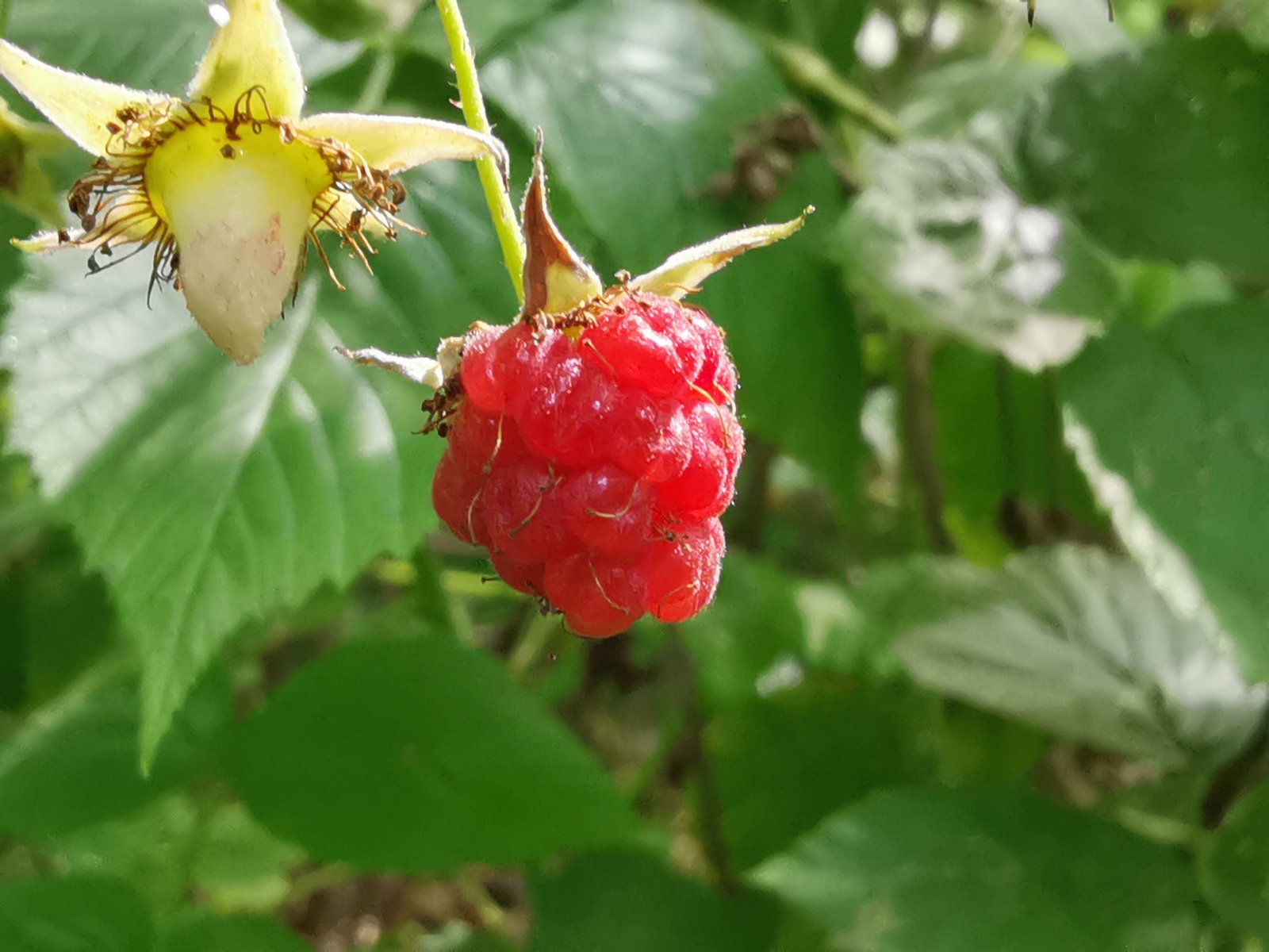 Photo bike ride - My, Dzerzhinsk, Longpost, Mobile photography, Huawei mate 20, A bike, Nature, Berries, Mushrooms