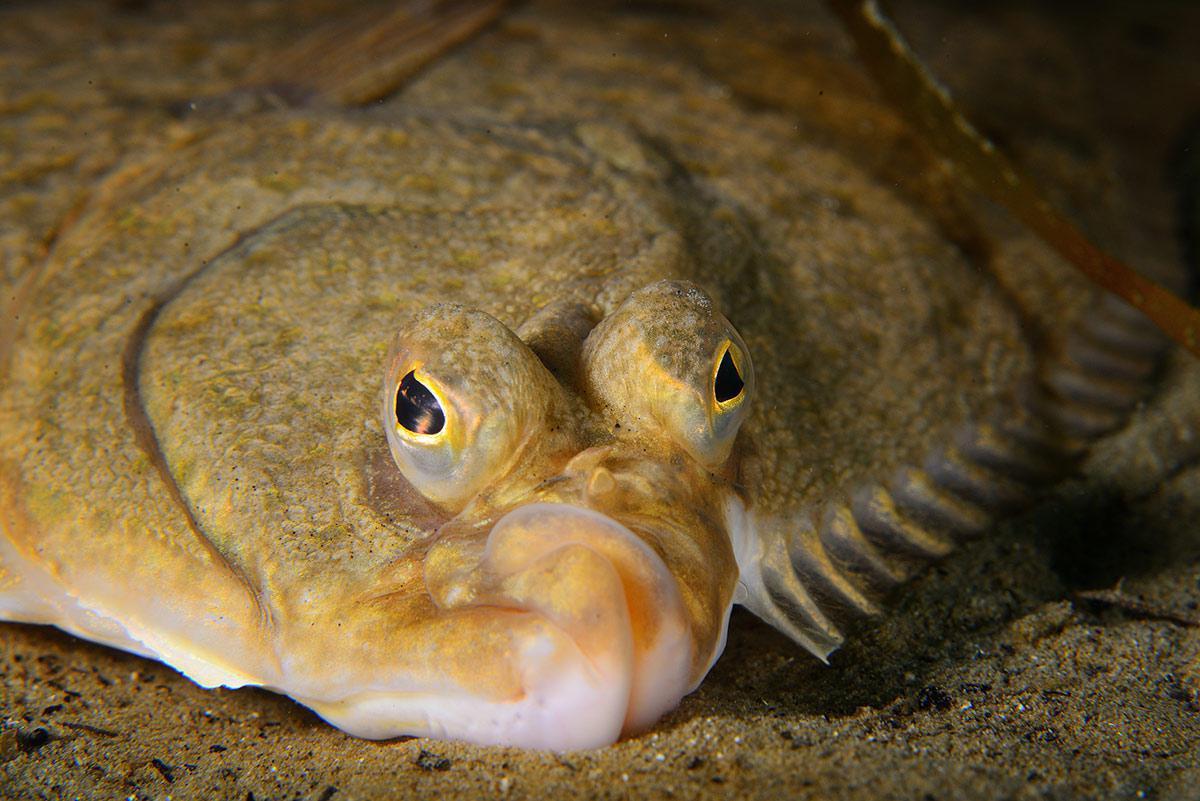 Sometimes I feel like I'm a flounder - Plaice, Work, , Longpost, Skepticism