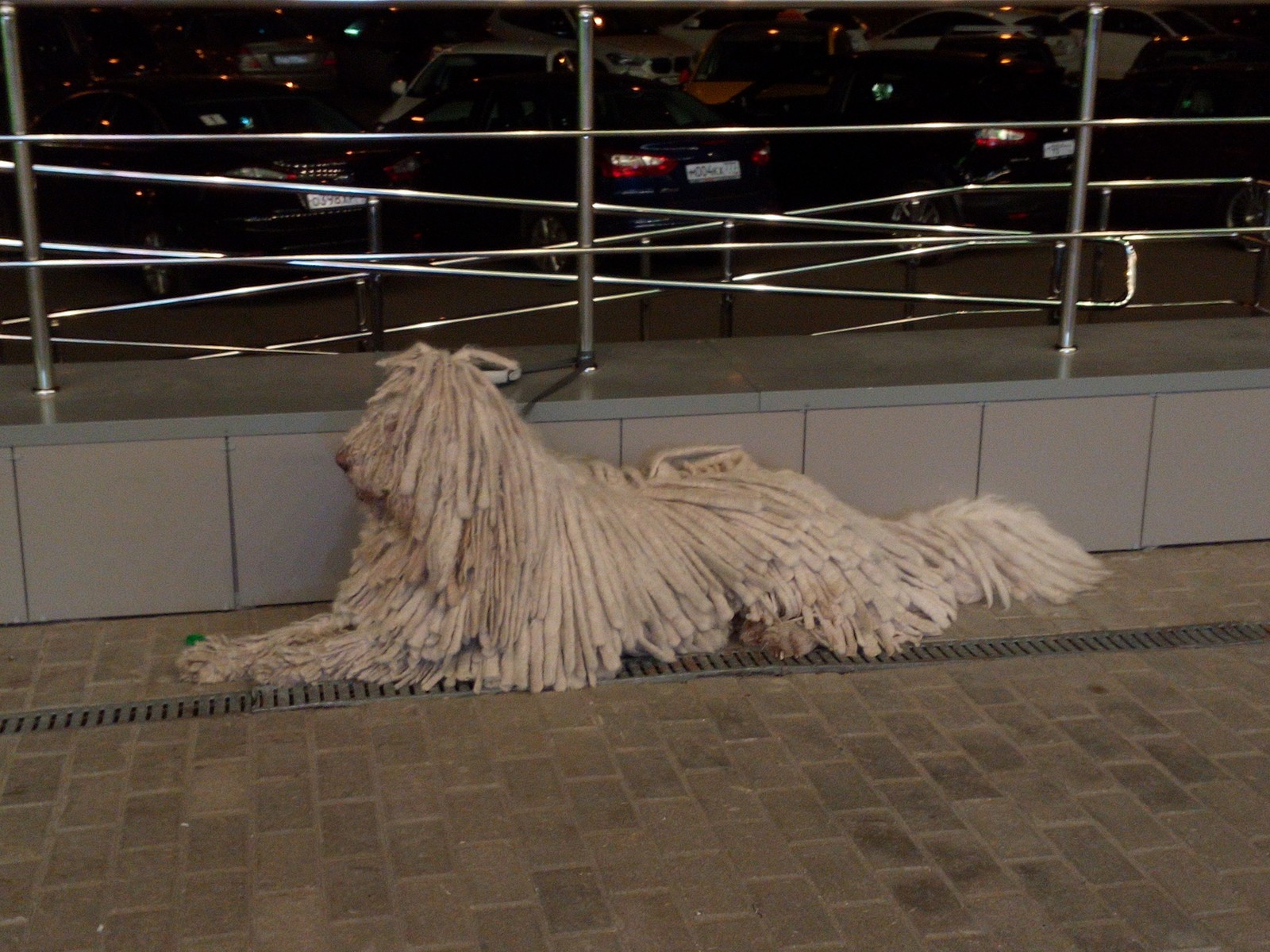 dreadlocked dog - My, Dog, Komondor, Hungarian Shepherd Dog, Dreadlocks, The photo