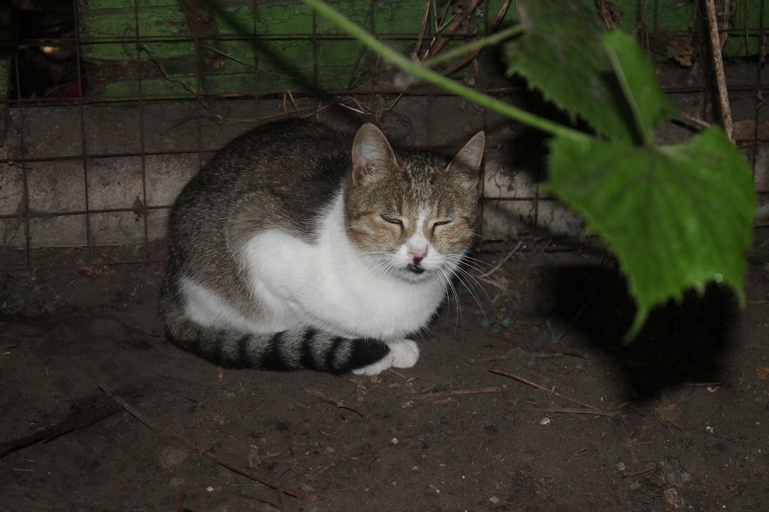 My personal Cotoland 187 - My, cat, Shelter, Help, Good, Cotoland, Lipetsk, Longpost, Kindness, Shelter Cotoland