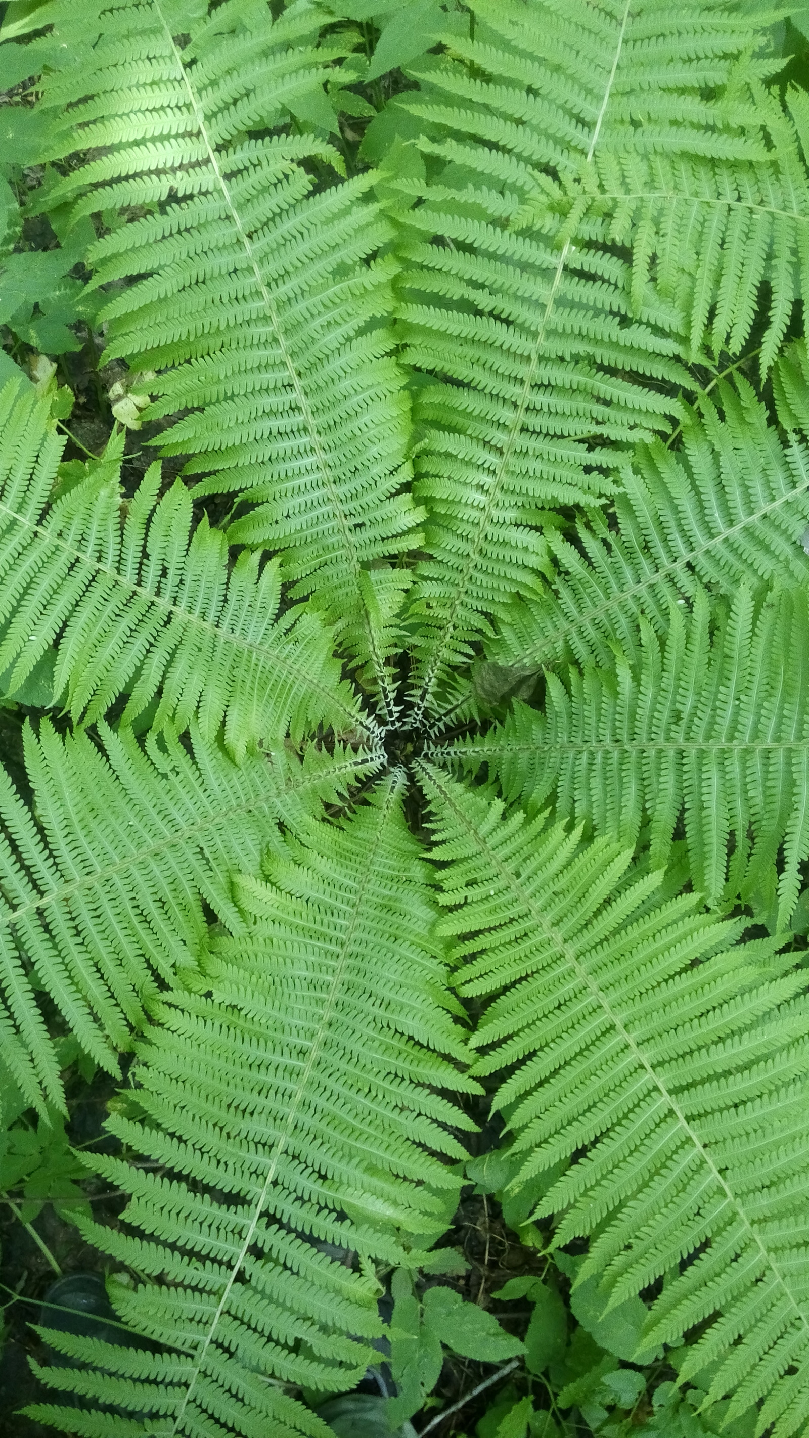 Symmetrical nature - My, Fern, The photo, mobile version, Nature, Reserve, Tatarstan, Reserves and sanctuaries