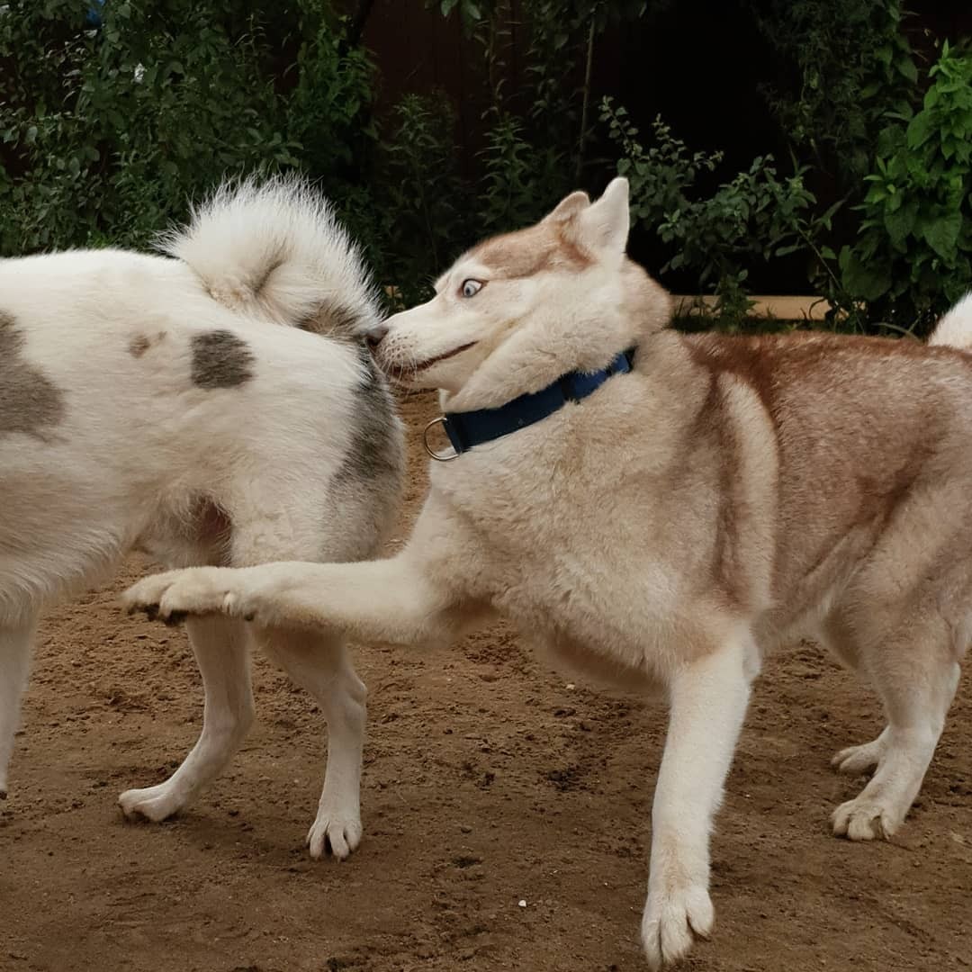 little husky - Dog, Dogs and people, Husky, Pet, Blue eyes, Longpost, Pets