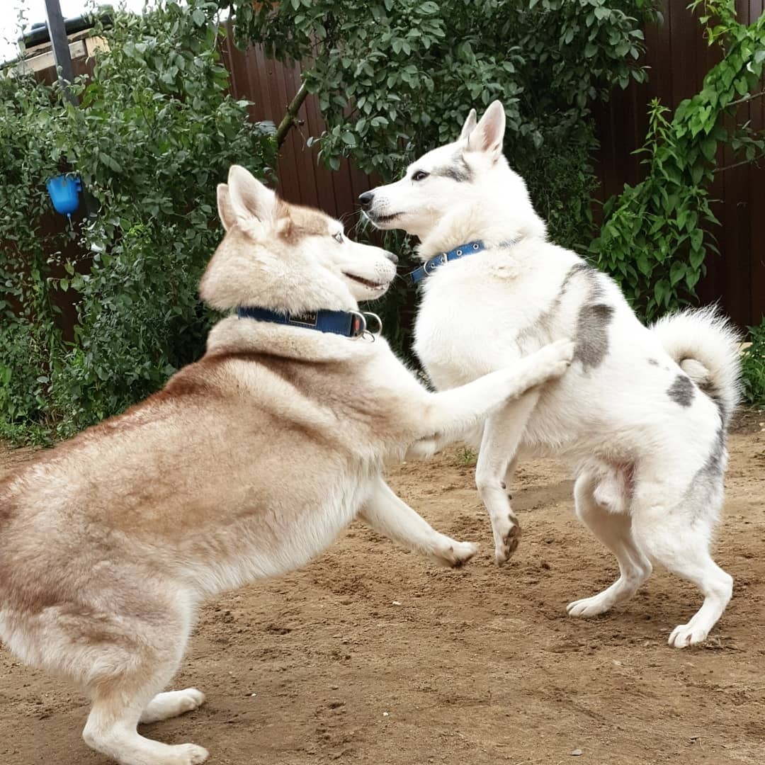 little husky - Dog, Dogs and people, Husky, Pet, Blue eyes, Longpost, Pets