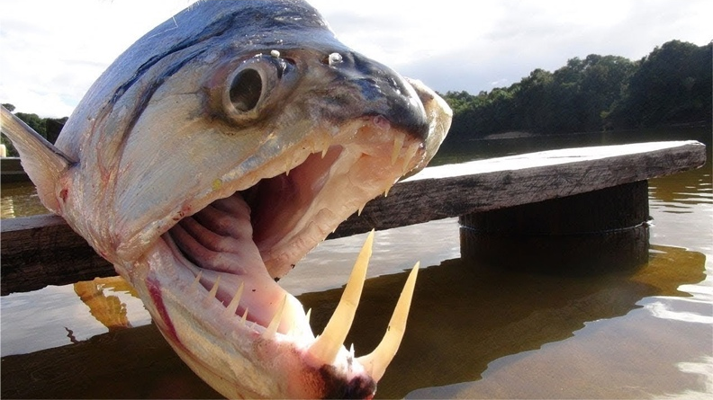 Fish from the Amazon River - A fish, Amazon, River, Monster, Teeth