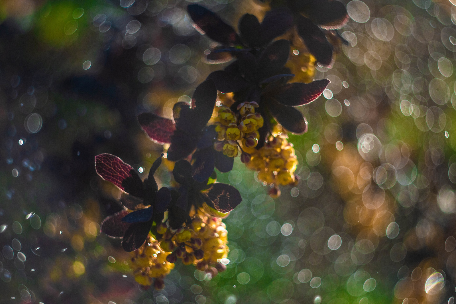 Time of warmth #4 - My, Nature, Bokeh, Helios, Helios, , Longpost, Helios44-2, Helios44-2