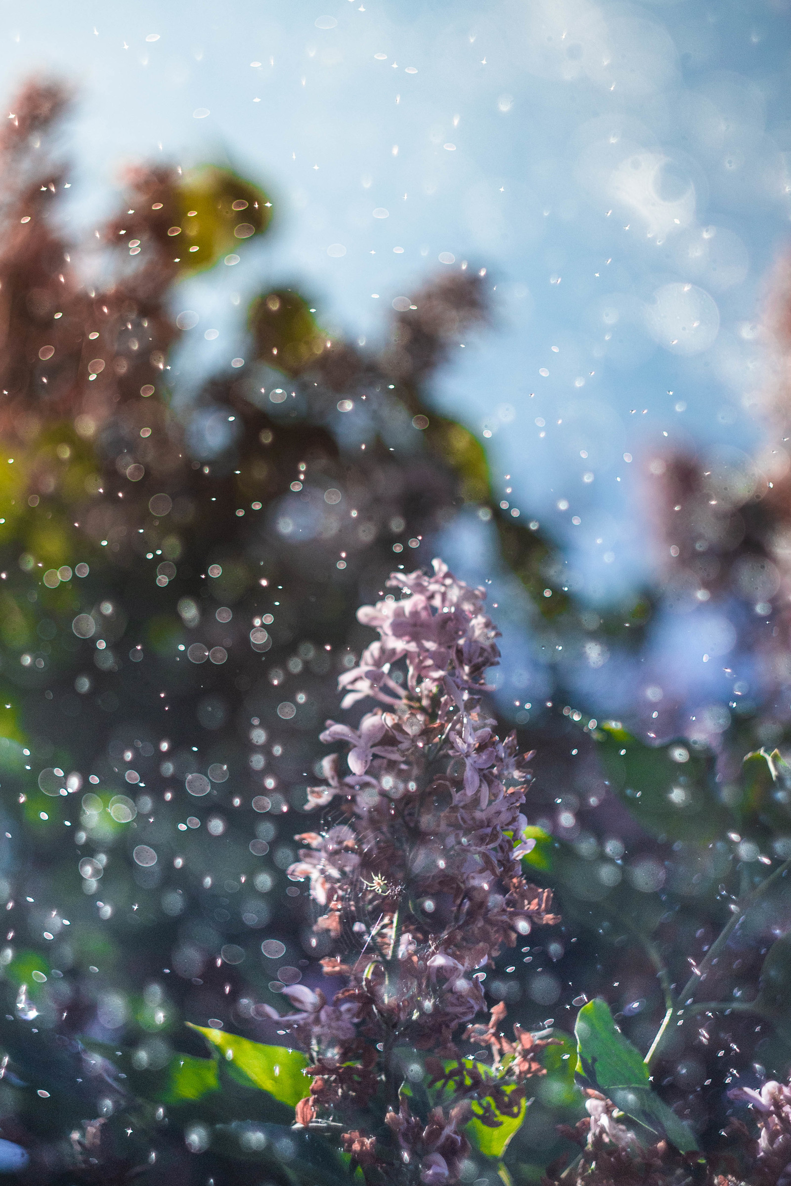 Time of warmth #4 - My, Nature, Bokeh, Helios, Helios, , Longpost, Helios44-2, Helios44-2