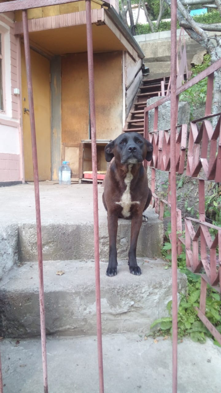 Found a dog - My, Lost, Almaty, Dog, No rating, Longpost, Kazakhstan