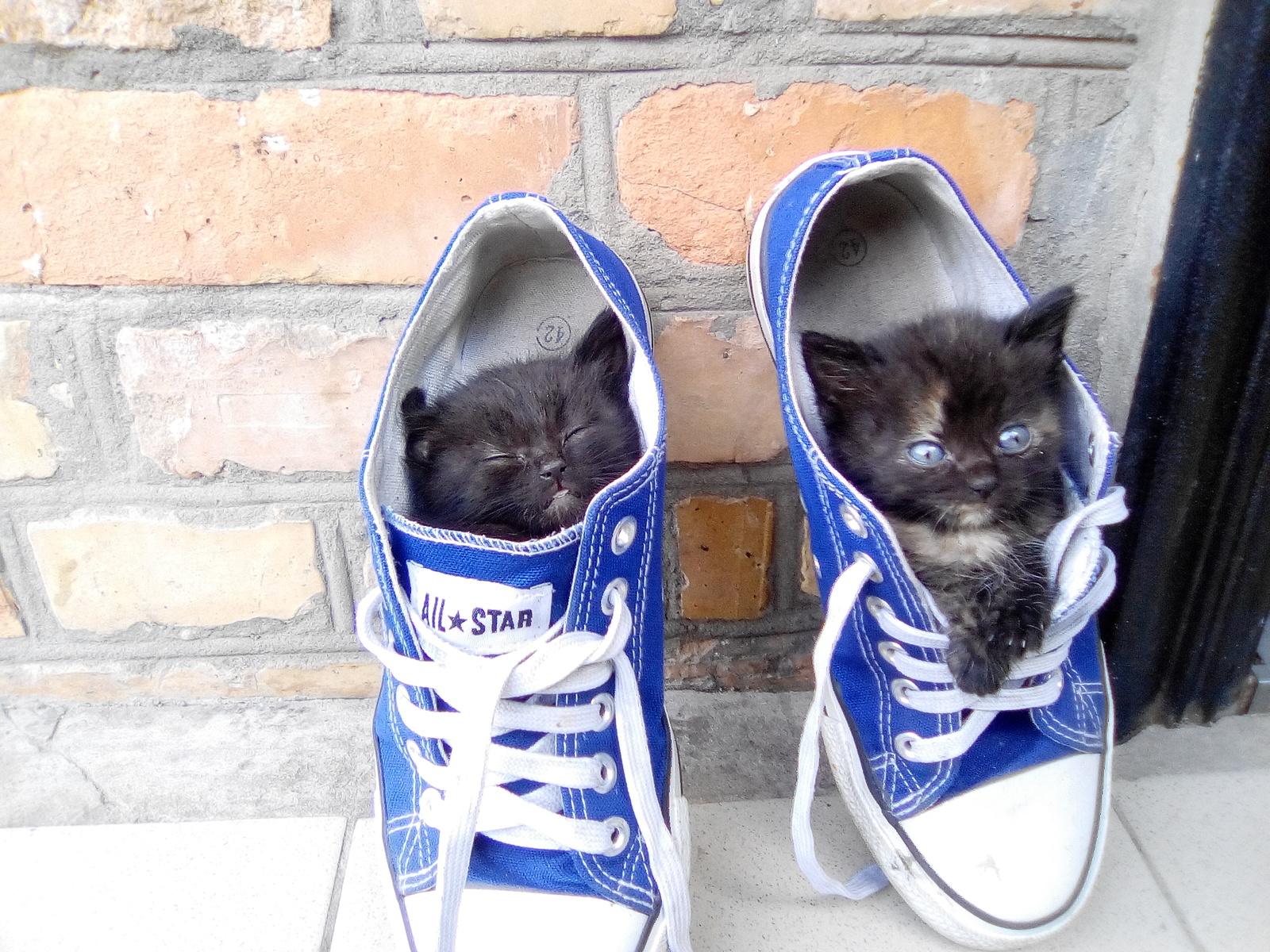 Kitten in sneakers - My, Kittens, cat, Sneakers, Longpost