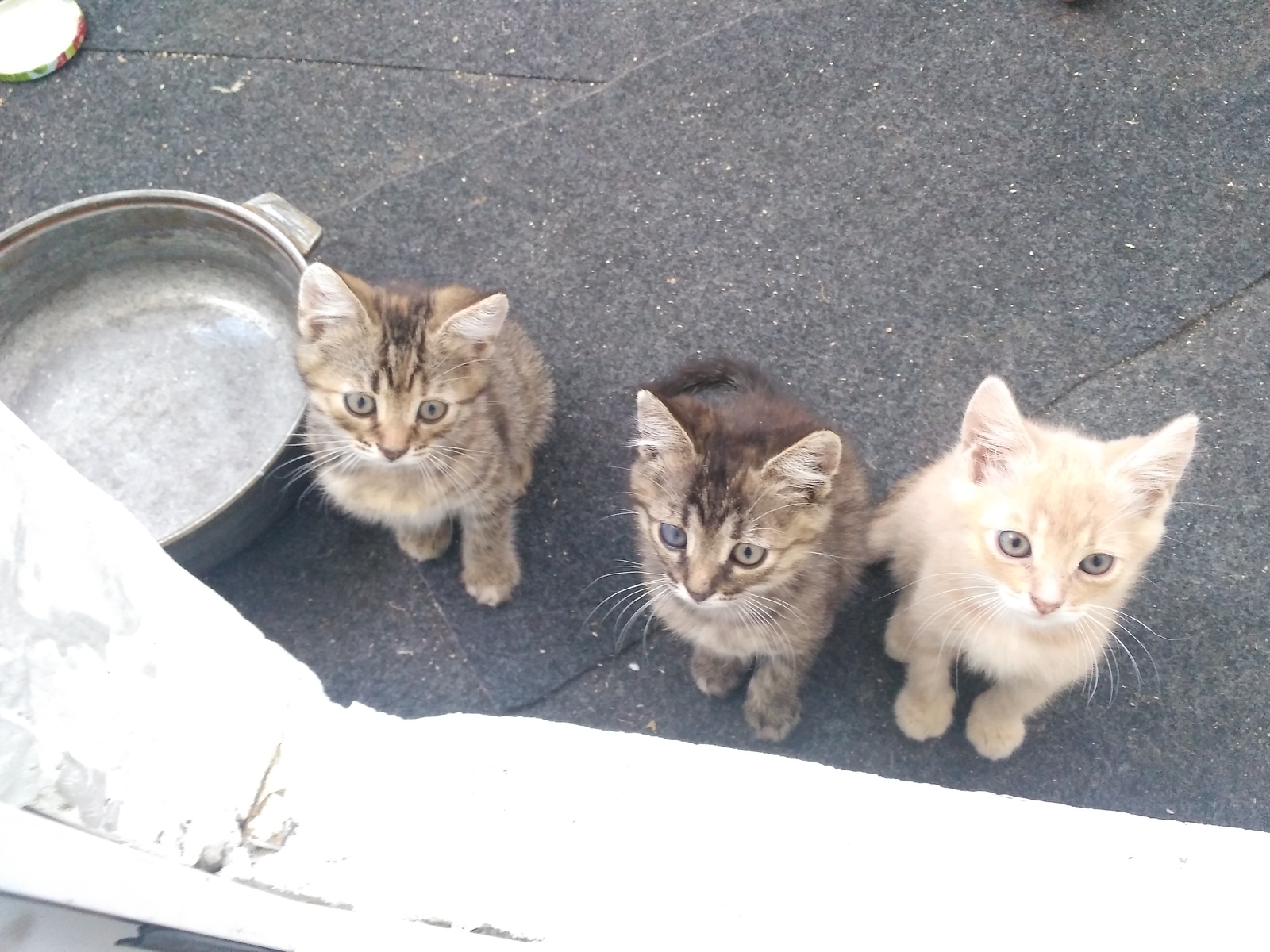 Kittens from Belgorod are looking for caring owners - My, Kittens, In good hands, Longpost, cat, No rating, Belgorod