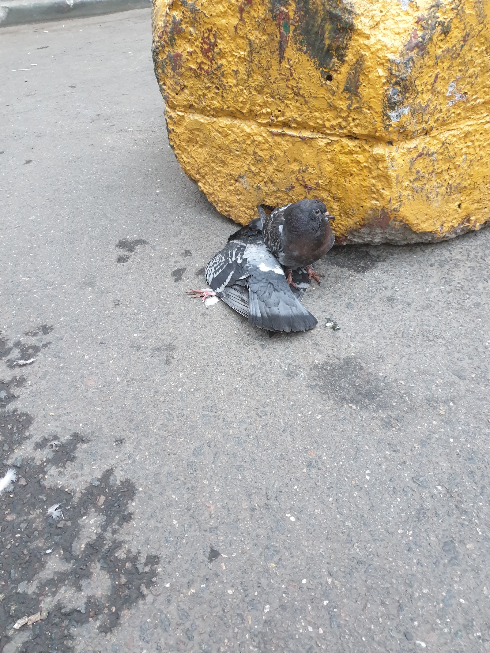 The most touching thing I've seen lately - My, Pigeon, It's a pity, Touching, Longpost, A pity