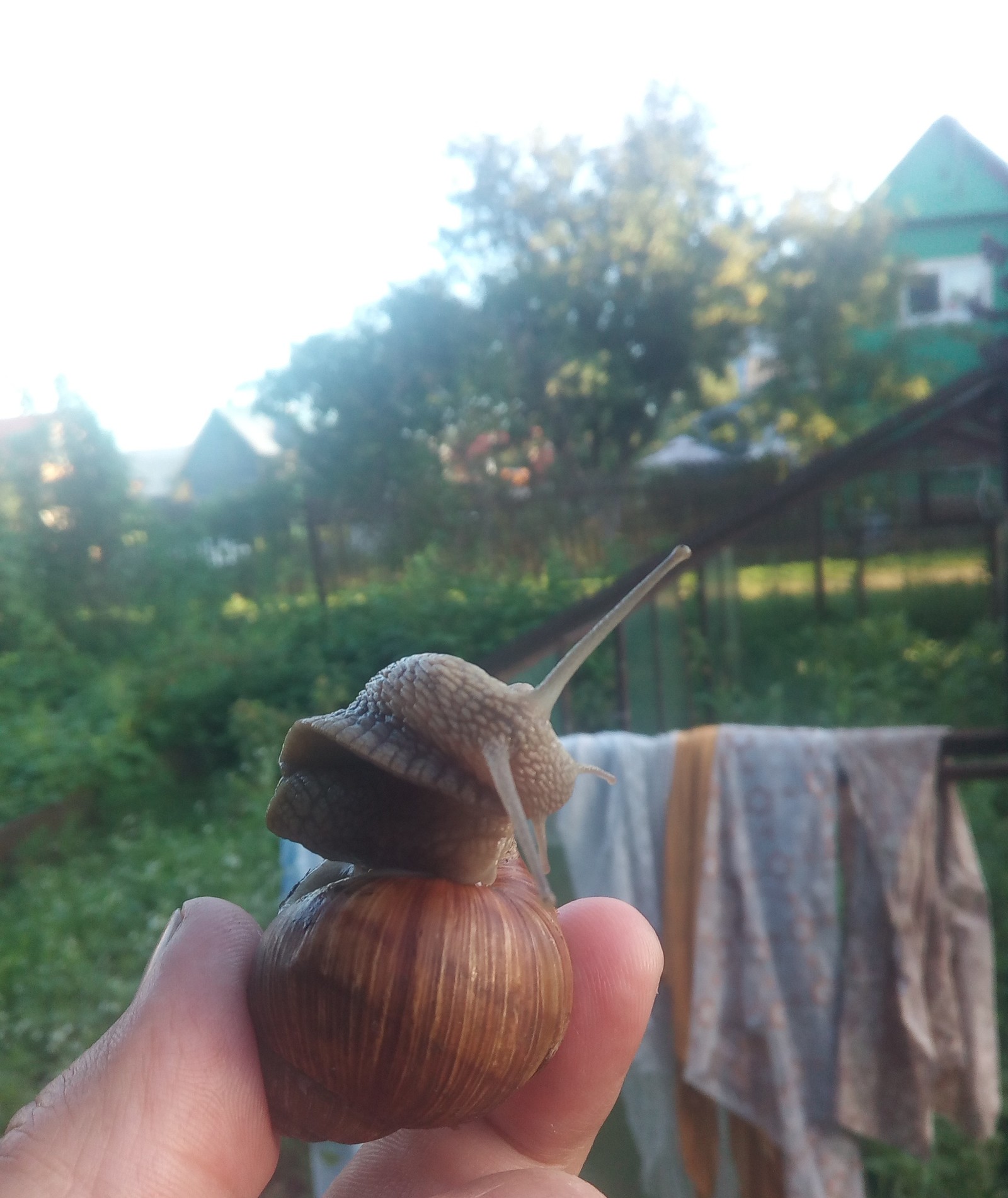 Garden snail. - My, Snail, beauty, Summer, Dacha, Longpost