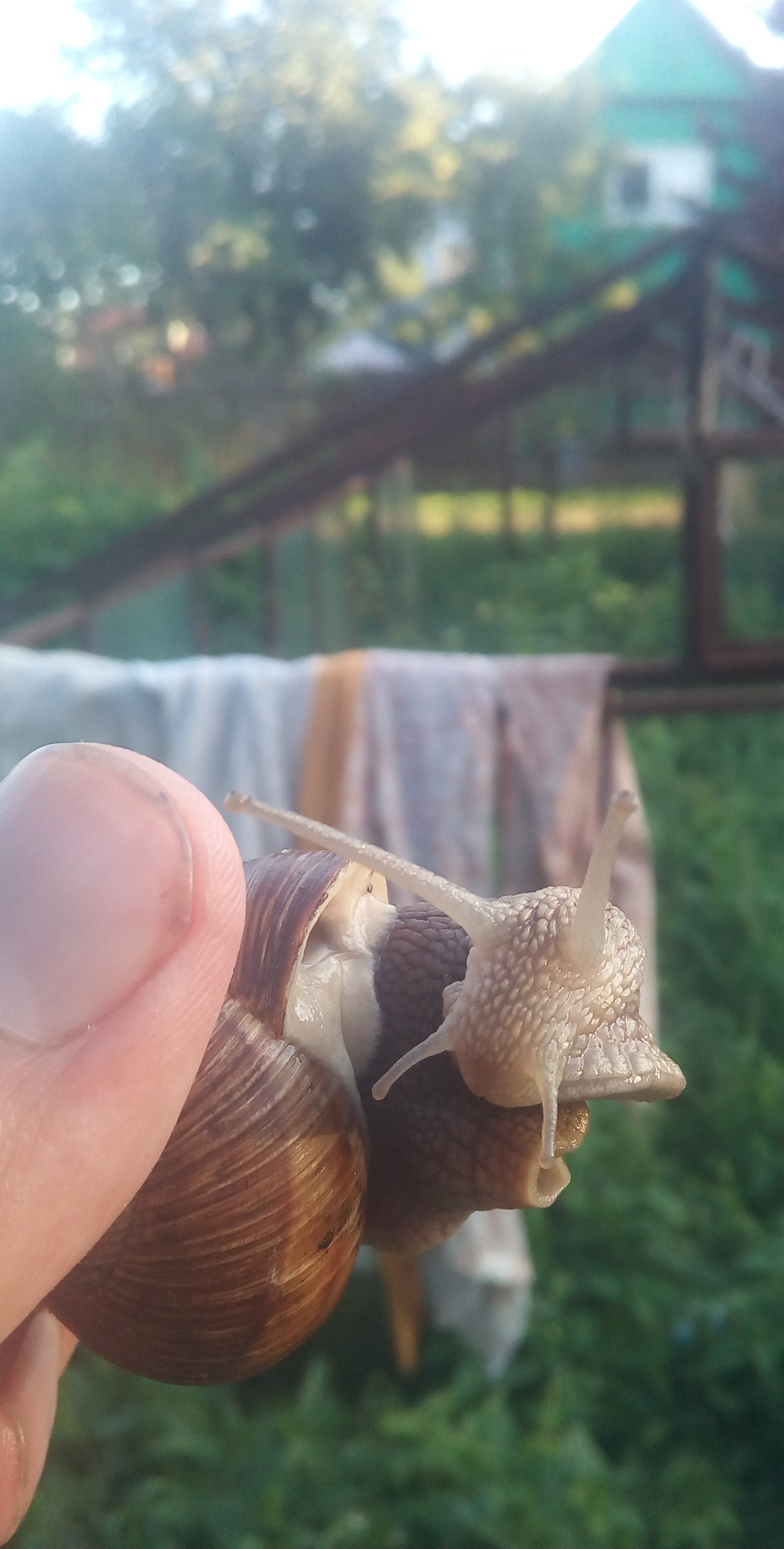 Garden snail. - My, Snail, beauty, Summer, Dacha, Longpost