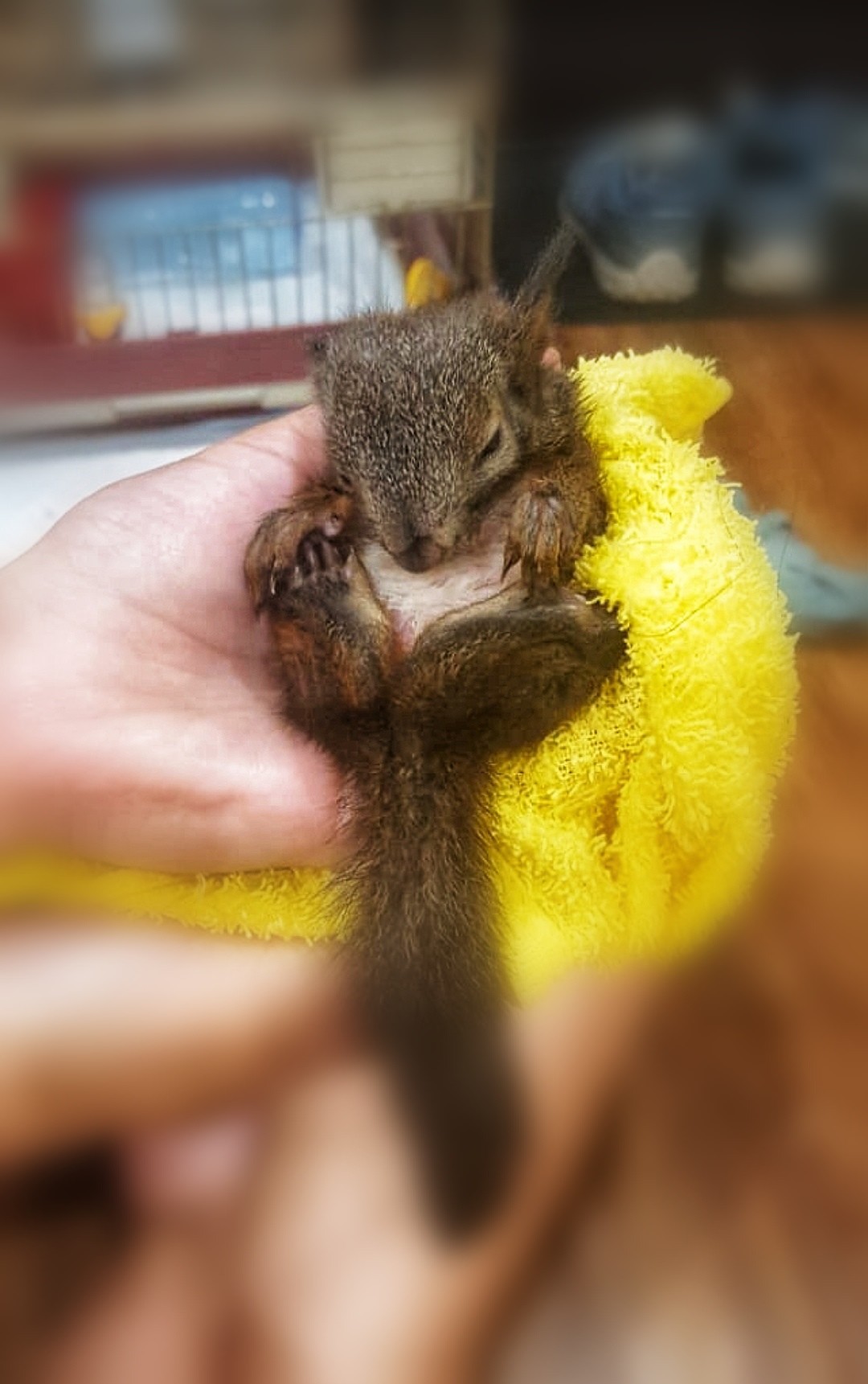 Week at home. - Squirrel, Squirrel, Animal Rescue, Peekaboo, Matilda, , Longpost