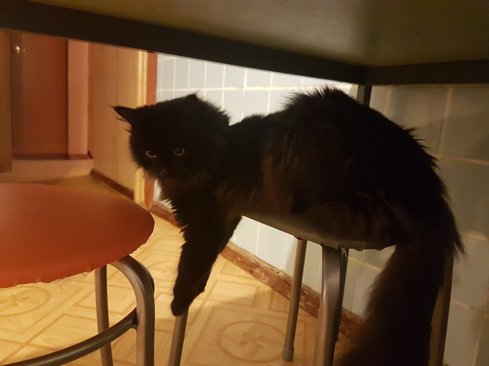 The stools are captured - My, cat, Stool, Catomafia, Pets