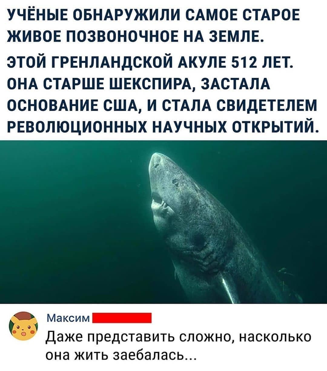 The oldest shark - In contact with, Mat, Comments, Life is pain, Age, Shark