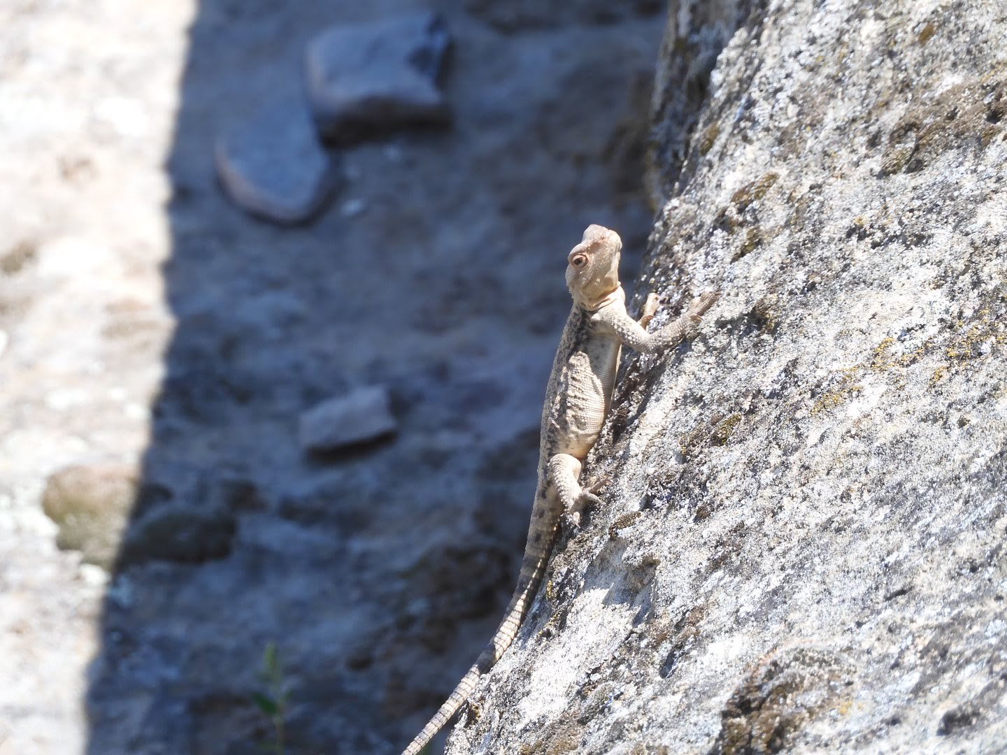 Lizards of the cave city Uplistsikhe - My, Lizard, Uplistsikhe, Georgia, Longpost