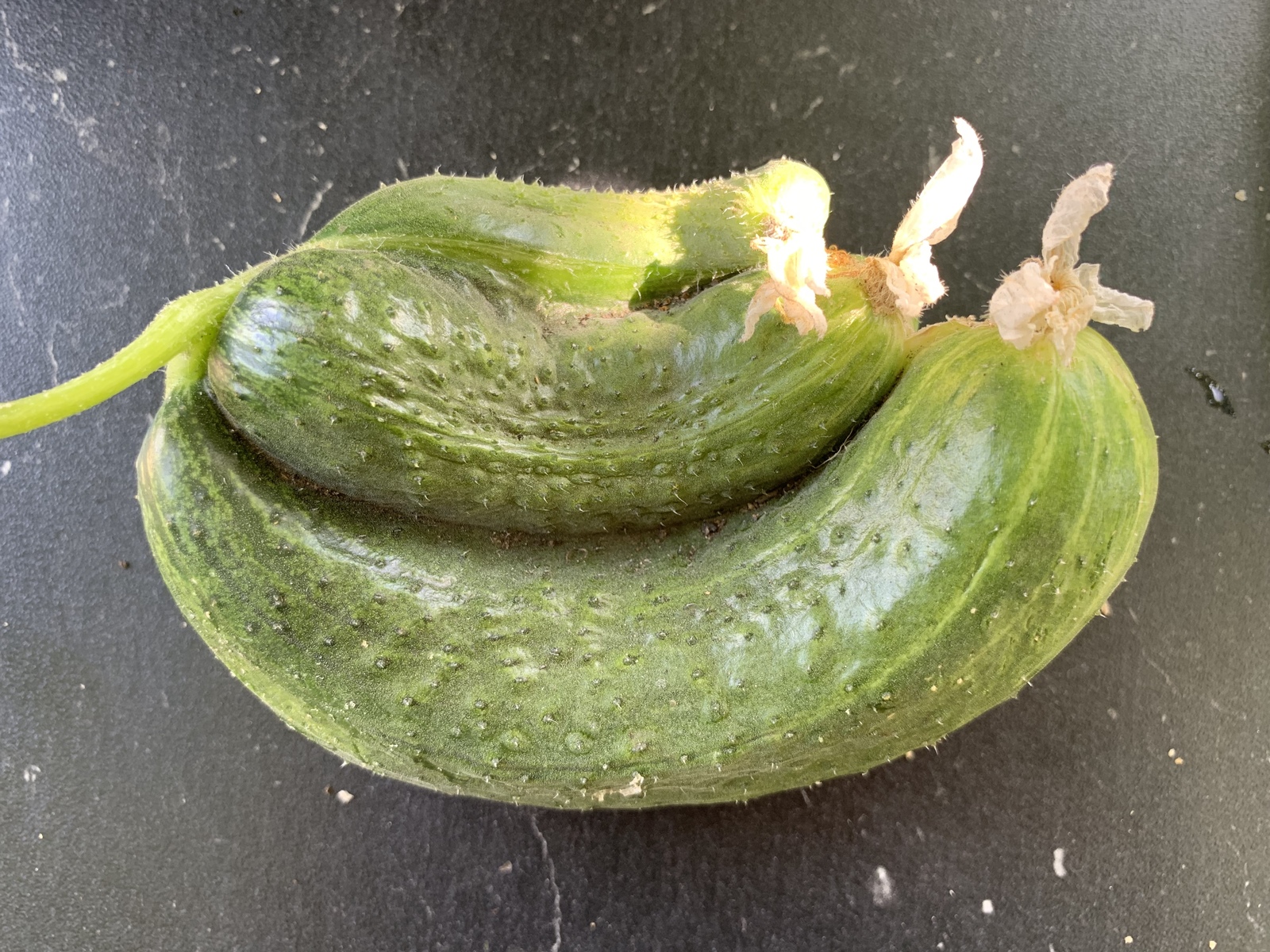 Harvest 2019. Cucumbers - My, Garden, Harvest, Cucumbers, Suddenly, Longpost