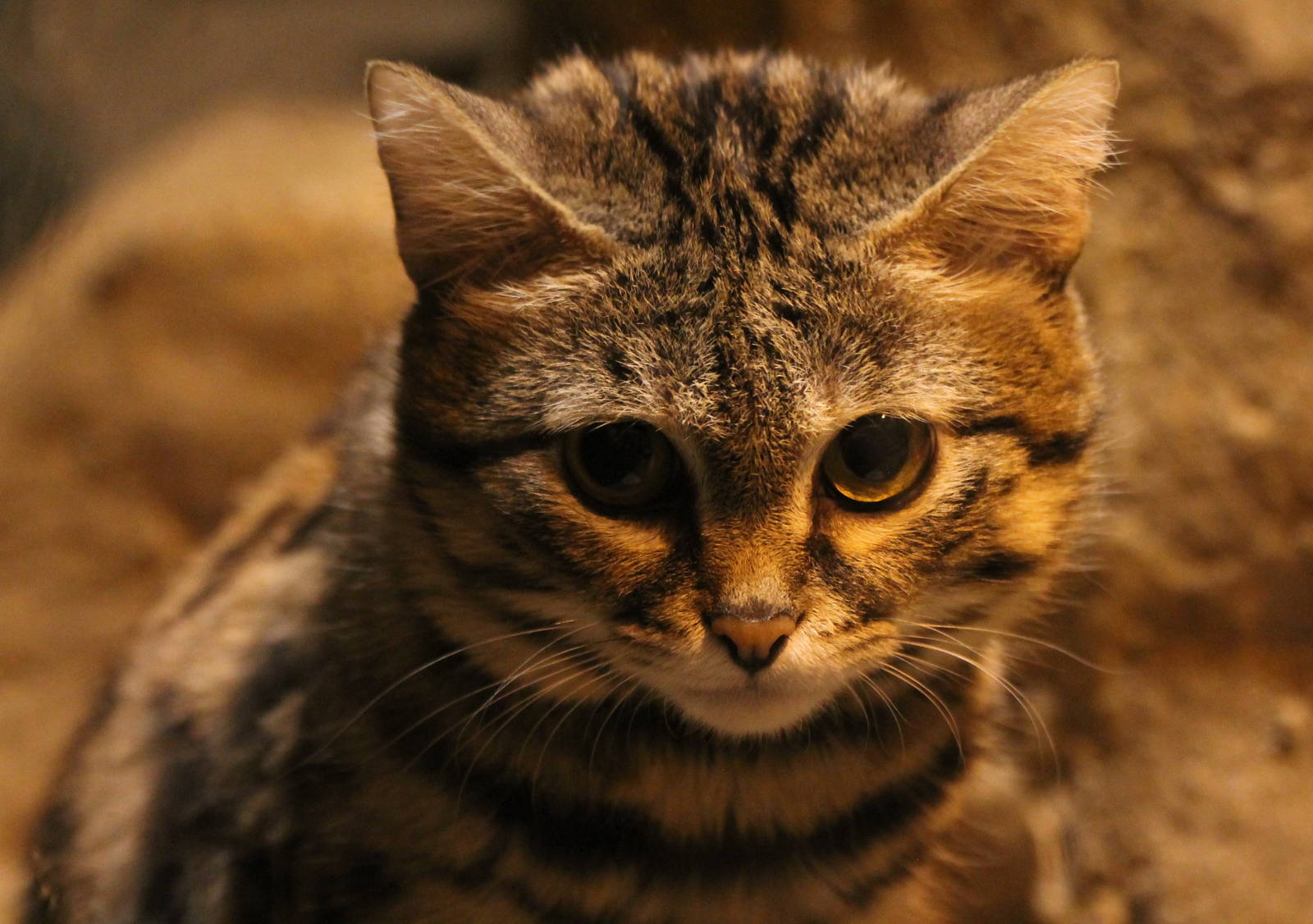 African black-footed cat - cat, Catomafia, Black-footed cat, The photo, Longpost