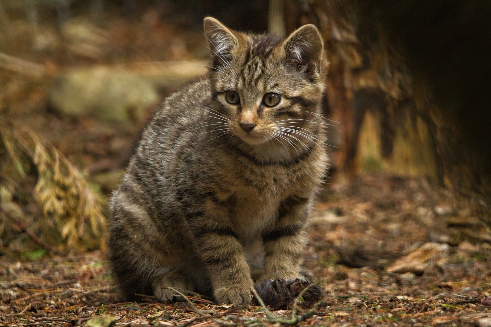 Scottish Forest Cat - cat, Catomafia, The photo, Nature, Forest cat, Longpost