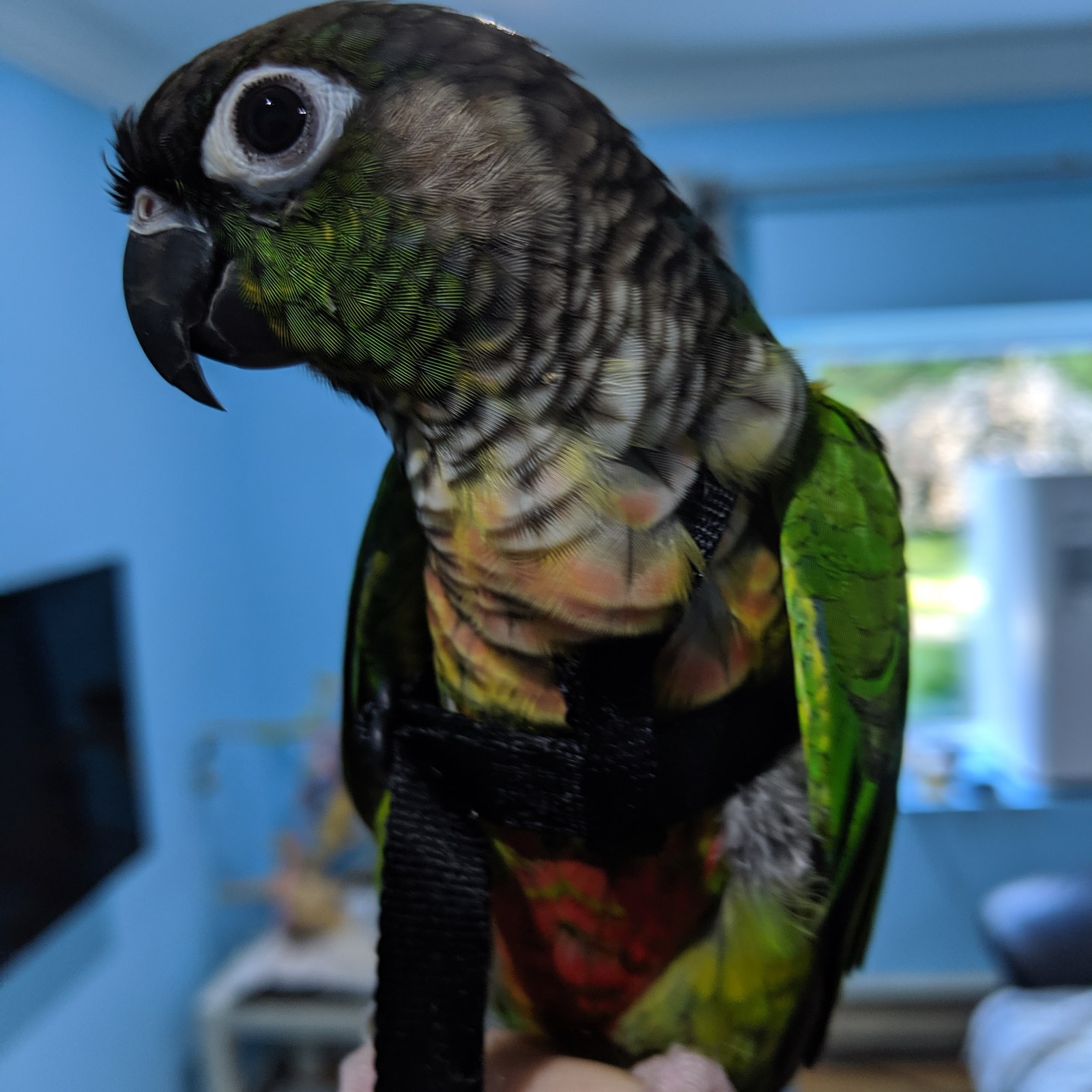 My pyrrura. Walk! - My, Pyrrura, A parrot, Birds, Video, Longpost