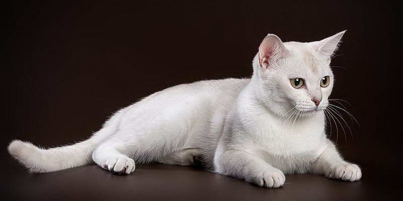 The most expensive cat breeds - My, , cat, Cat breeds, Longpost