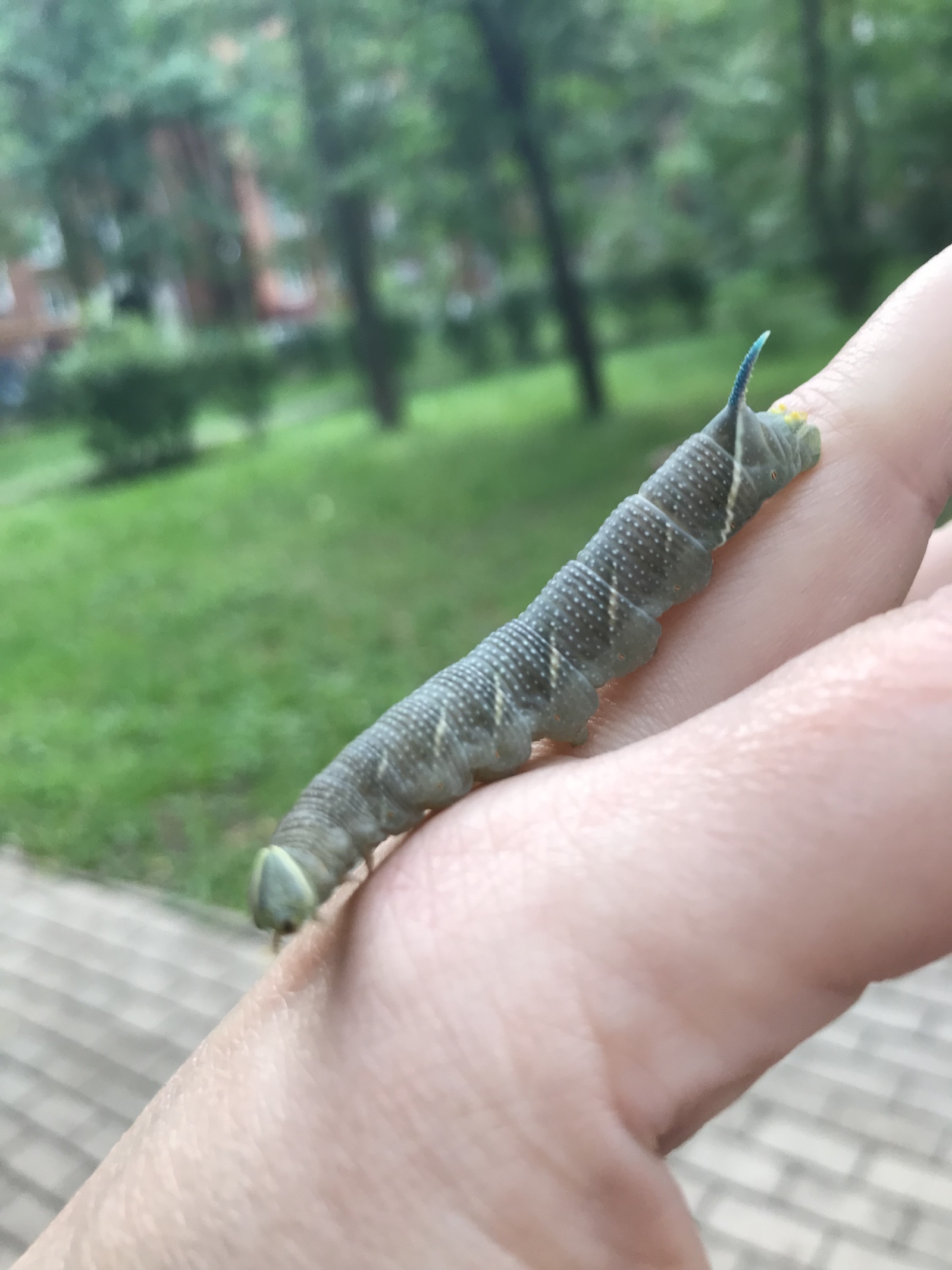 Во какой зверь! - Моё, Гусеница, Красавица, Длиннопост