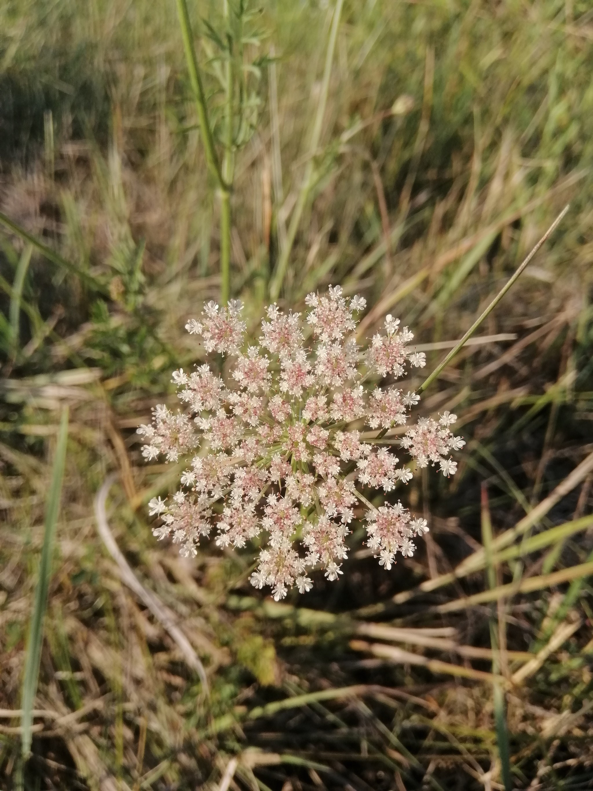 A little summer - My, Flowers, The photo, Nature, Summer, Longpost