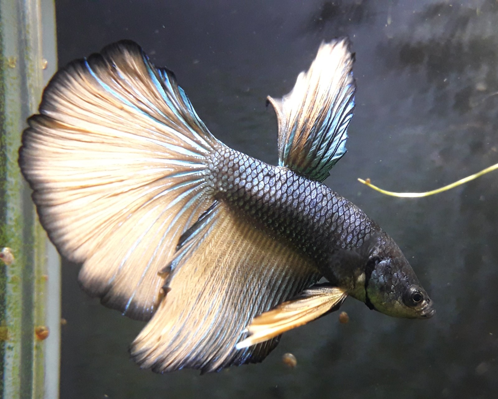 Delicate tail of a Siamese cockerel - My, Cockerel fish, Betta, Aquarium, Longpost