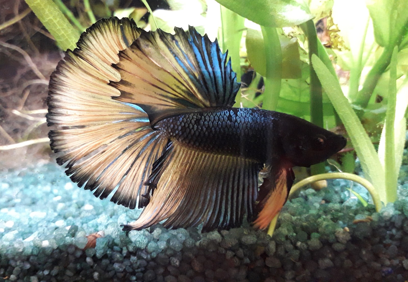 Delicate tail of a Siamese cockerel - My, Cockerel fish, Betta, Aquarium, Longpost