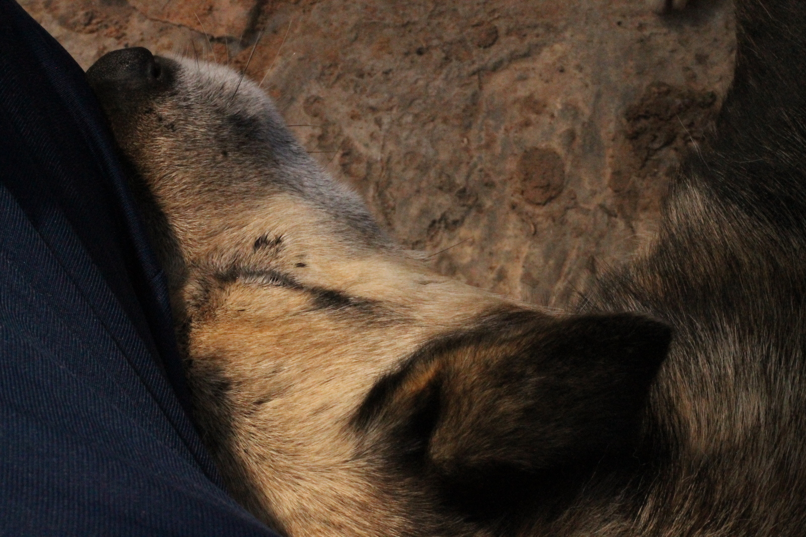 The fly is alive! - My, Dog, Pets, Animals, Village, Mukhtar, The photo, Longpost