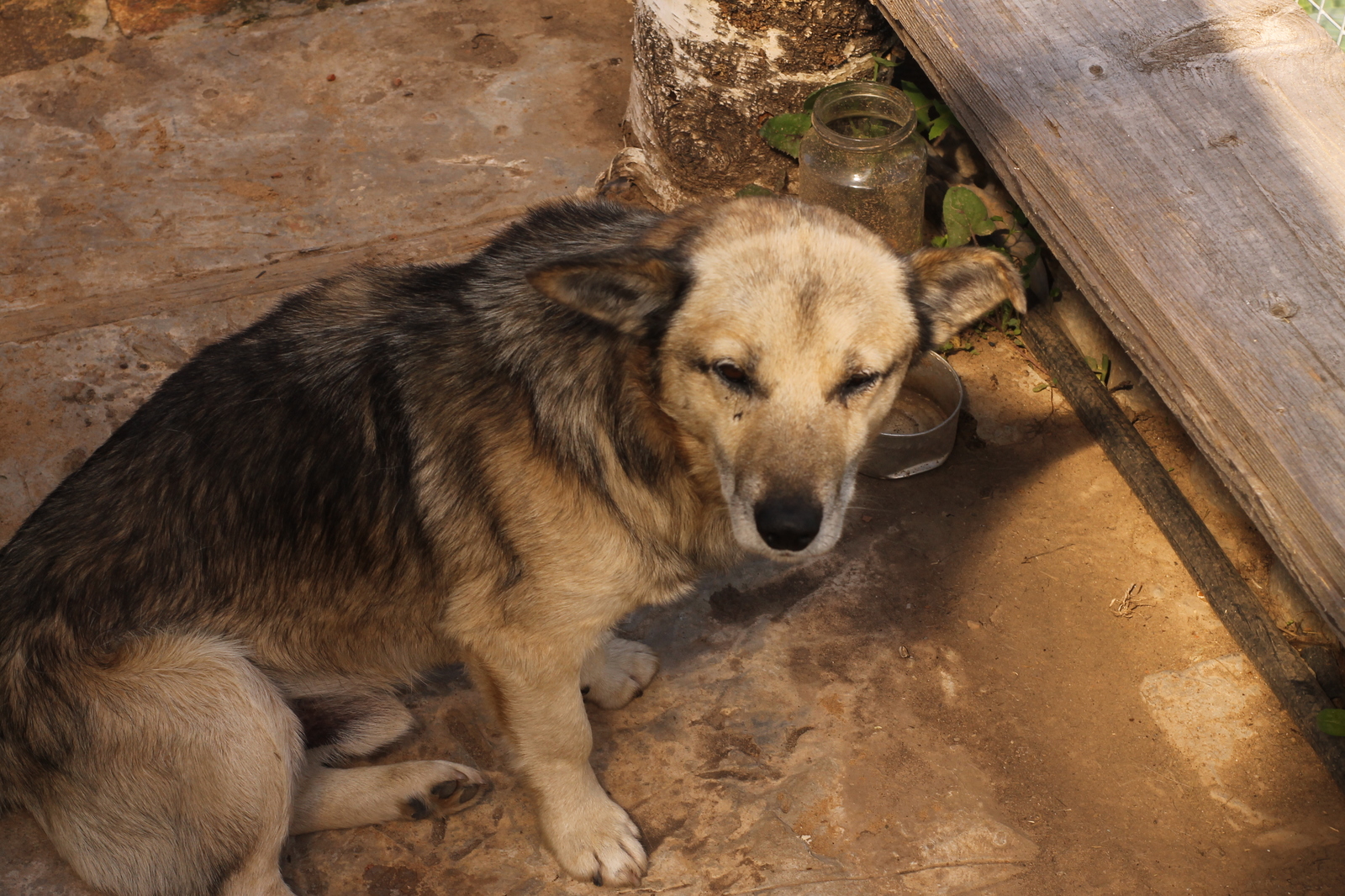 The fly is alive! - My, Dog, Pets, Animals, Village, Mukhtar, The photo, Longpost