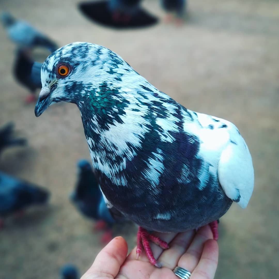 Pigeons waiting for seeds. - My, The photo, Mobile photography, Pigeon, Birds, Xiaomi Mi A1, Longpost