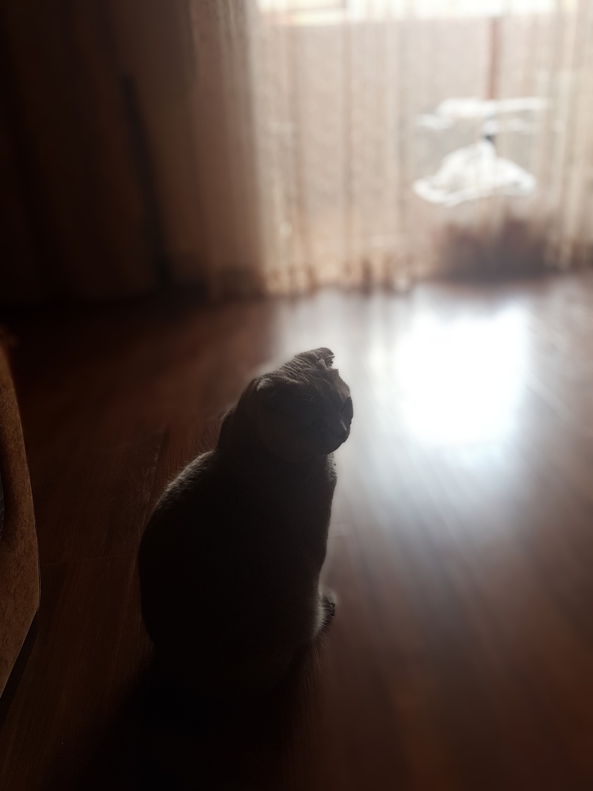 Installed Google camera, I advise. - Photo on sneaker, Samsung, cat, , Longpost