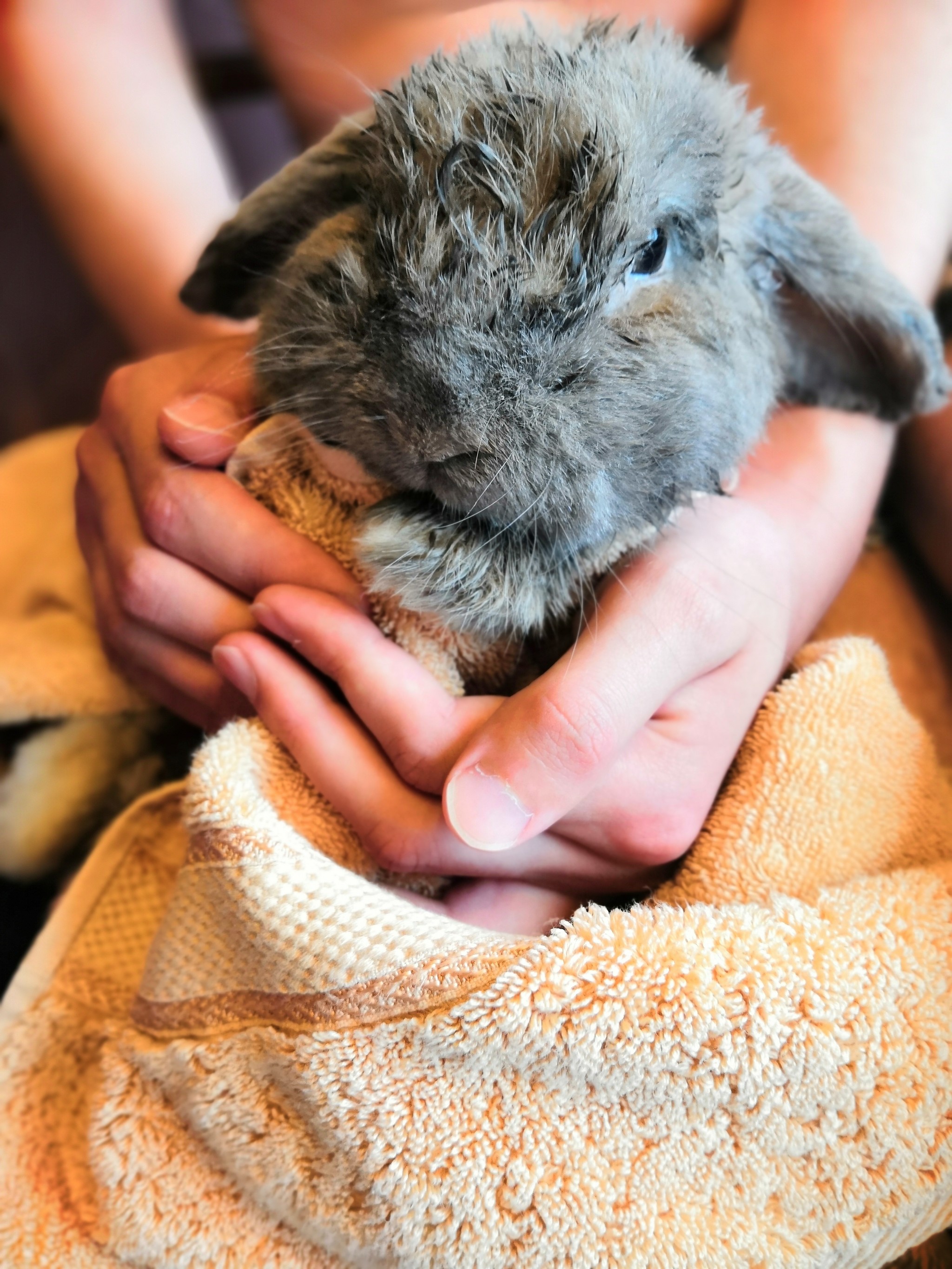 When hot water is turned on - My, Rabbit, Wet, Pets, The photo, Animals