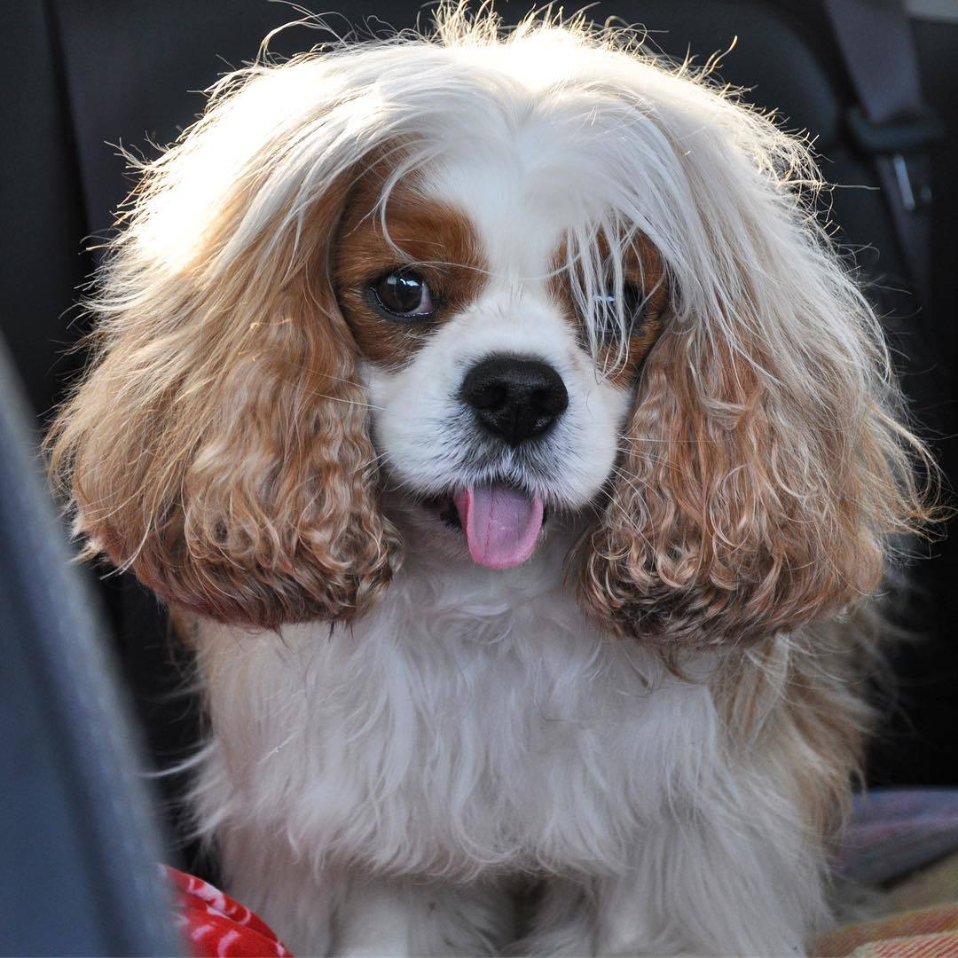 Handsome Teddy - Cavalier king charles spaniel, Dog, Nursery, Longpost