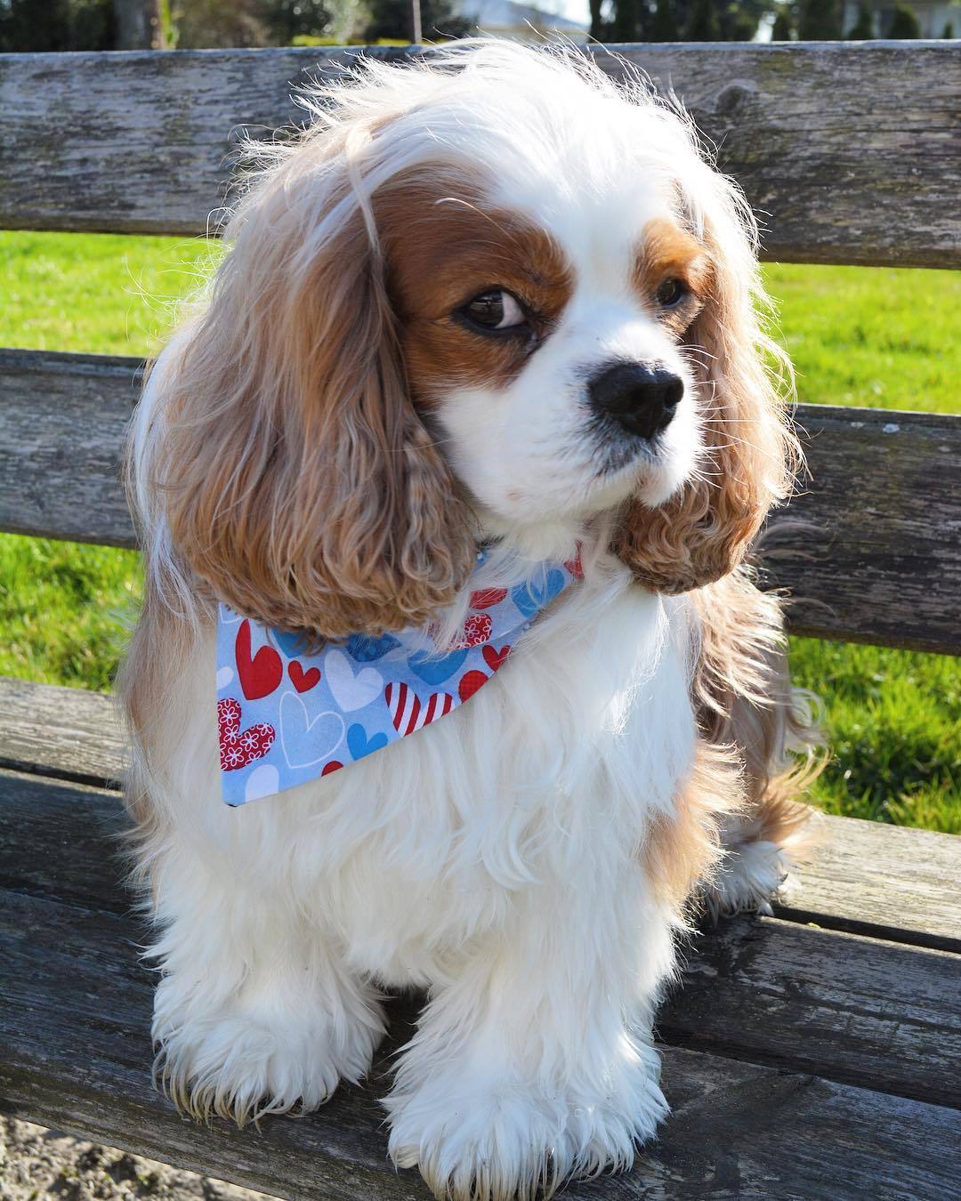 Handsome Teddy - Cavalier king charles spaniel, Dog, Nursery, Longpost