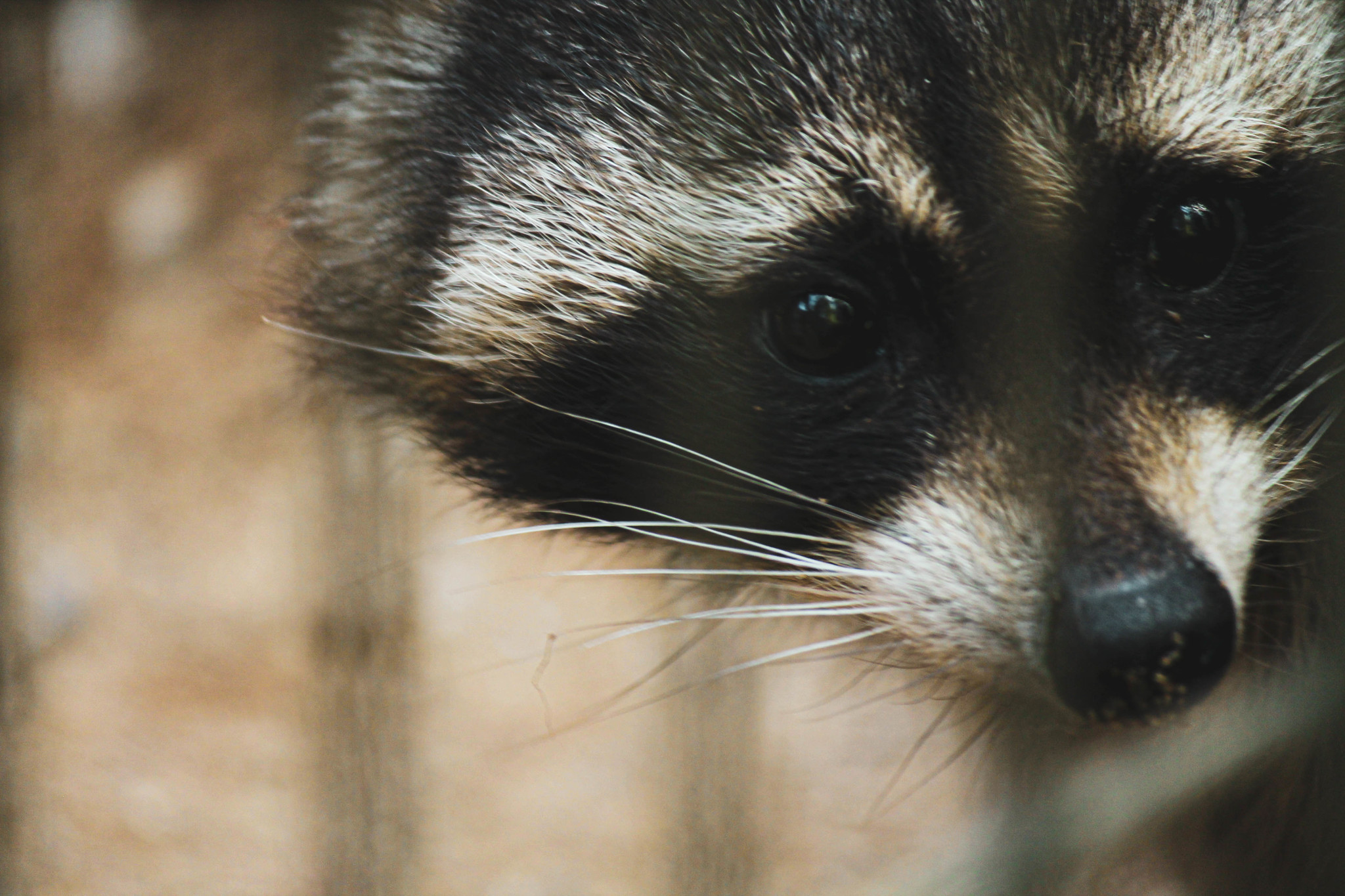 Tallinn Zoo - My, Zoo, , The photo, Longpost