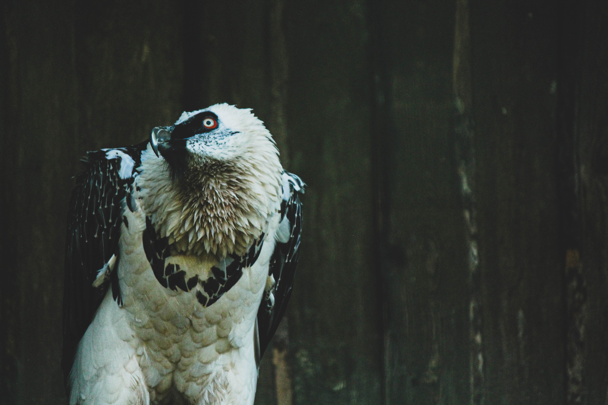 Tallinn Zoo - My, Zoo, , The photo, Longpost